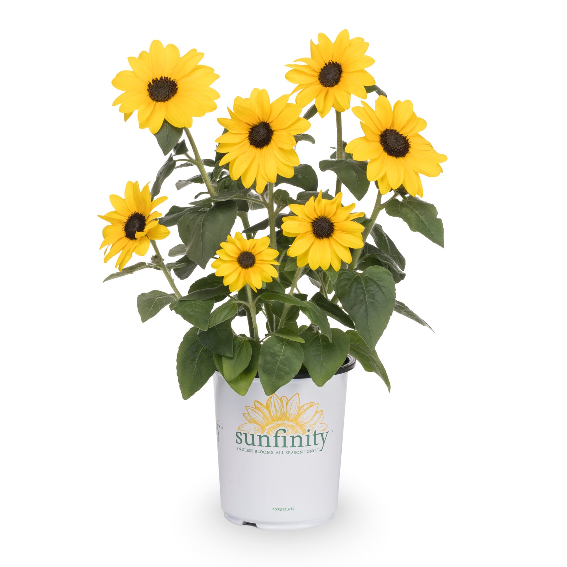 slide 1 of 3, Lowe's Yellow Sunfinity Sunflower in 2.5-Quart Pot, 1 ct