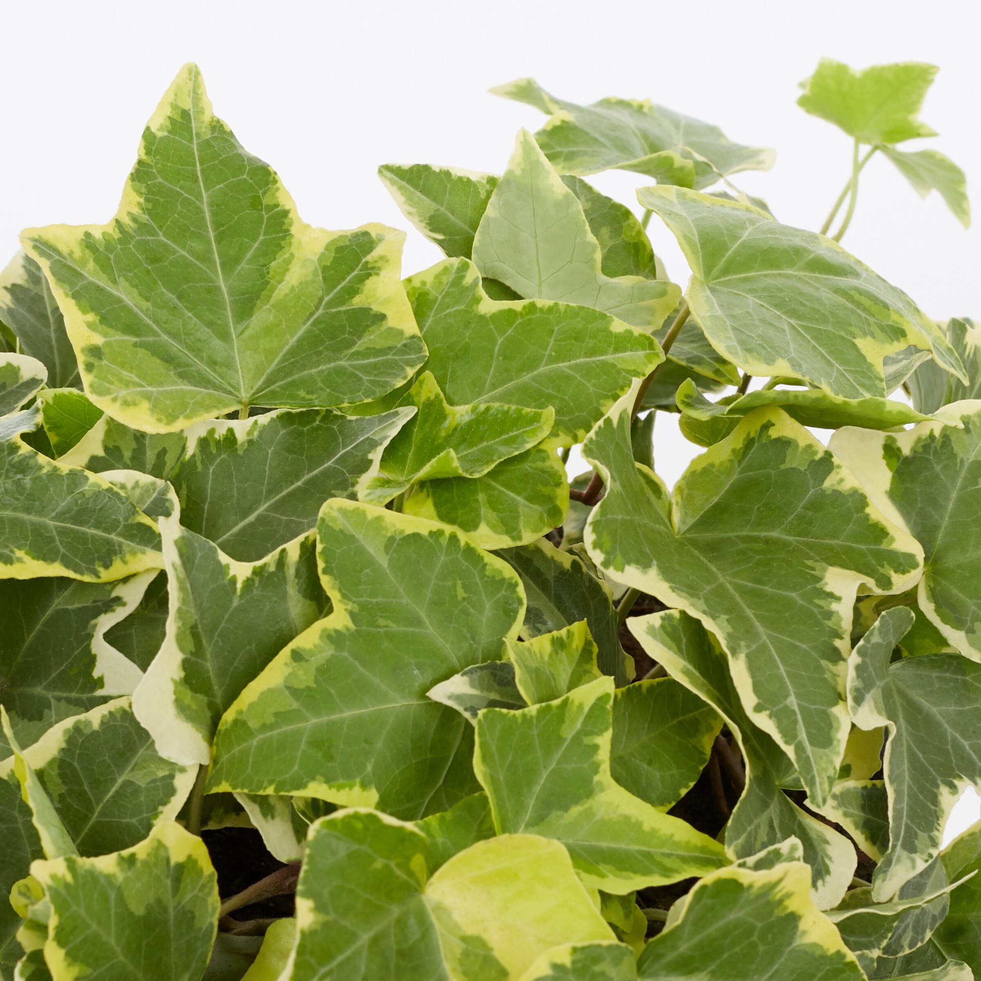 slide 2 of 4, Lowe's English ivy Plant in 6 -Pack Tray, 1 ct