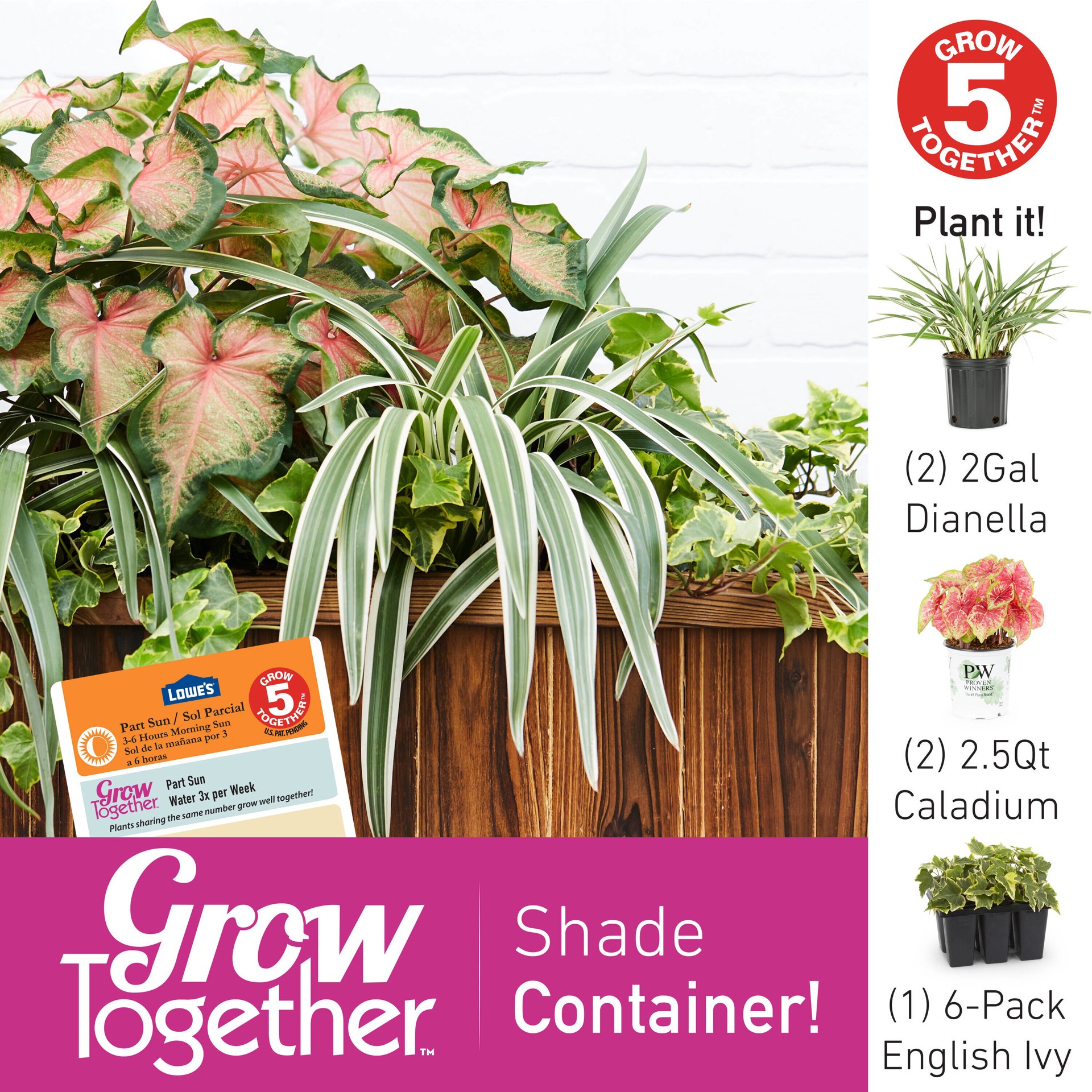 slide 3 of 4, Lowe's English ivy Plant in 6 -Pack Tray, 1 ct