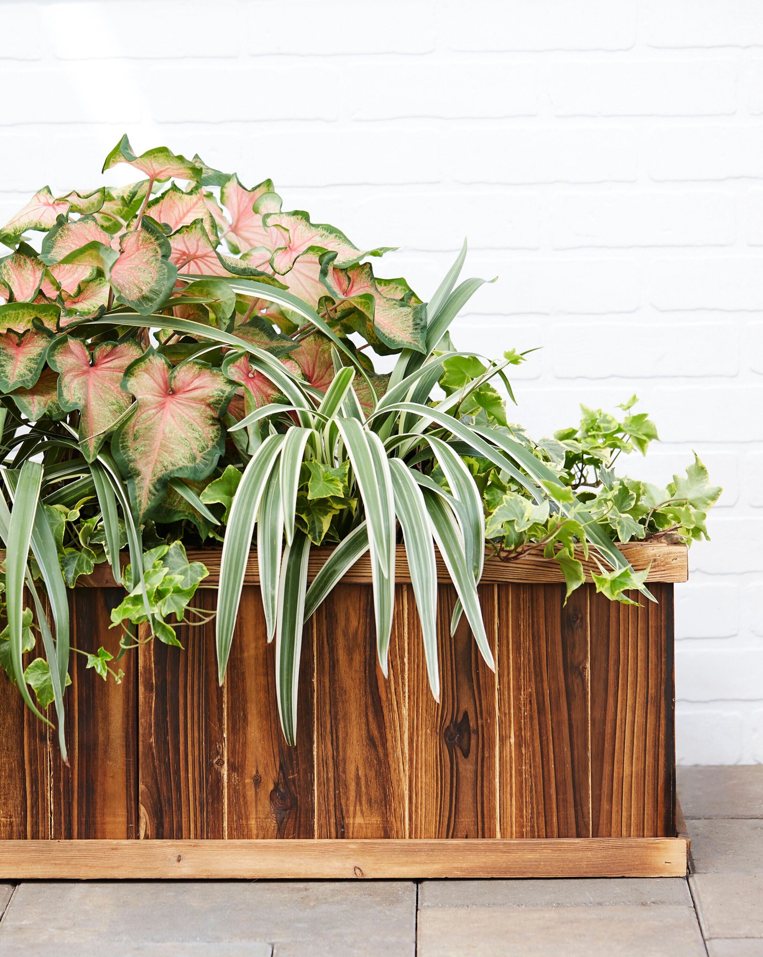 slide 4 of 4, Lowe's English ivy Plant in 6 -Pack Tray, 1 ct