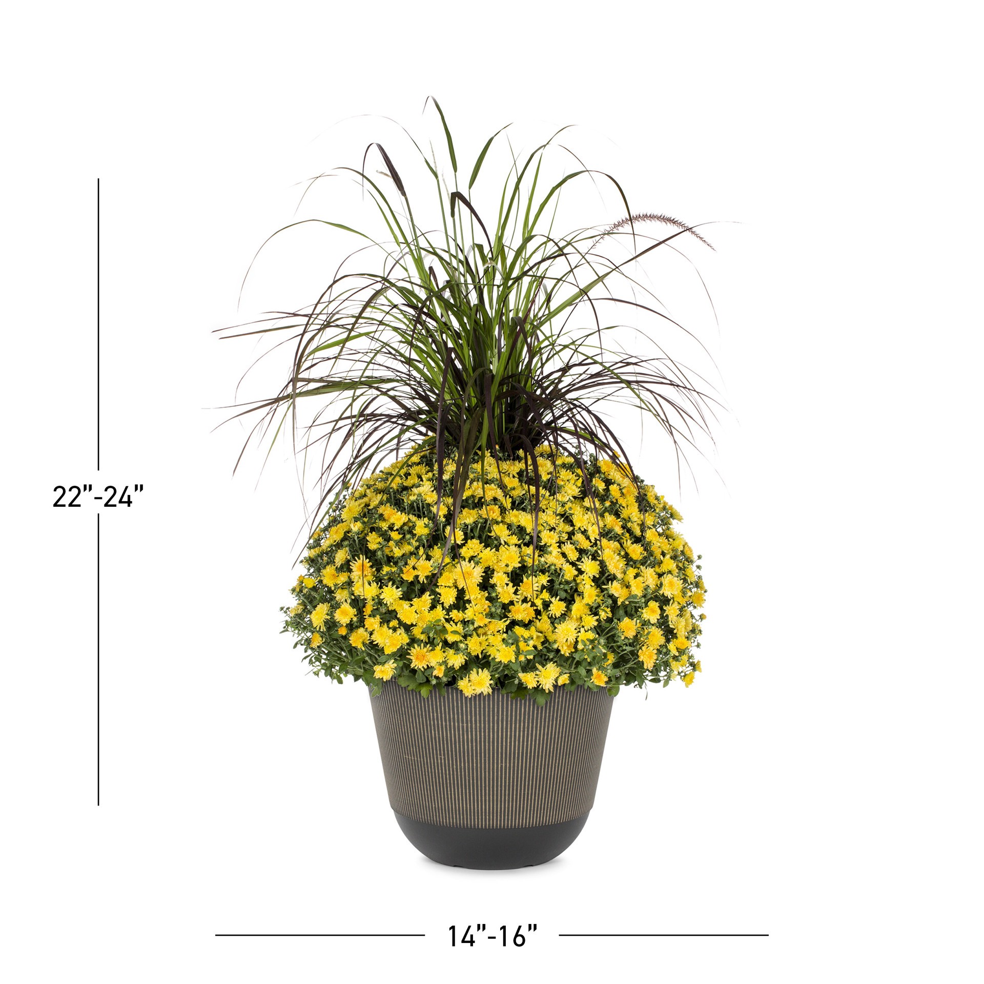 slide 3 of 5, Lowe's Yellow Mum in 2.5-Gallon Planter, 1 ct