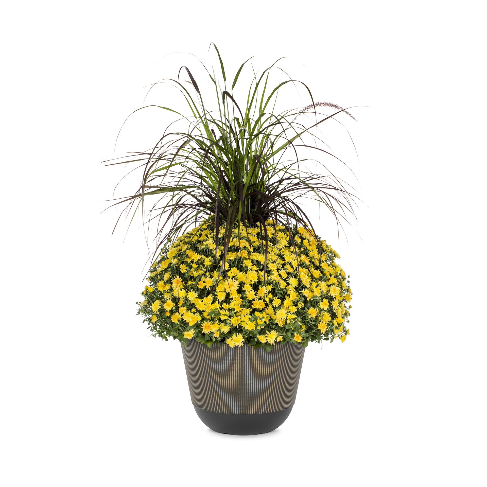 slide 1 of 5, Lowe's Yellow Mum in 2.5-Gallon Planter, 1 ct