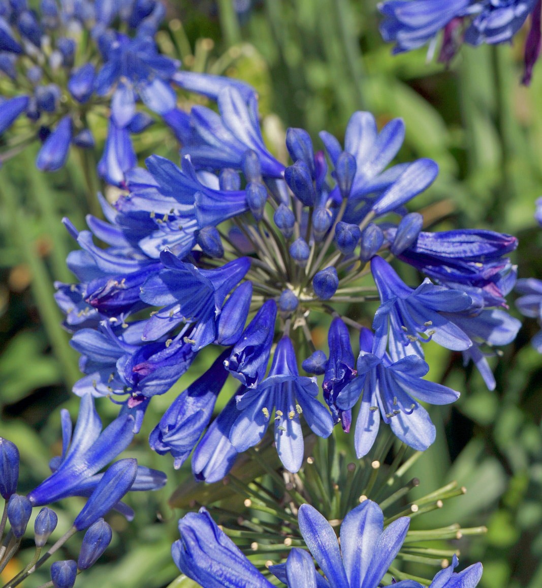 slide 2 of 4, Lowe's Ever Sapphire Agapanthus Flowering Shrub in 1.50 -Gallon Pot 1 -Pack with Blue Blooms, 1 ct