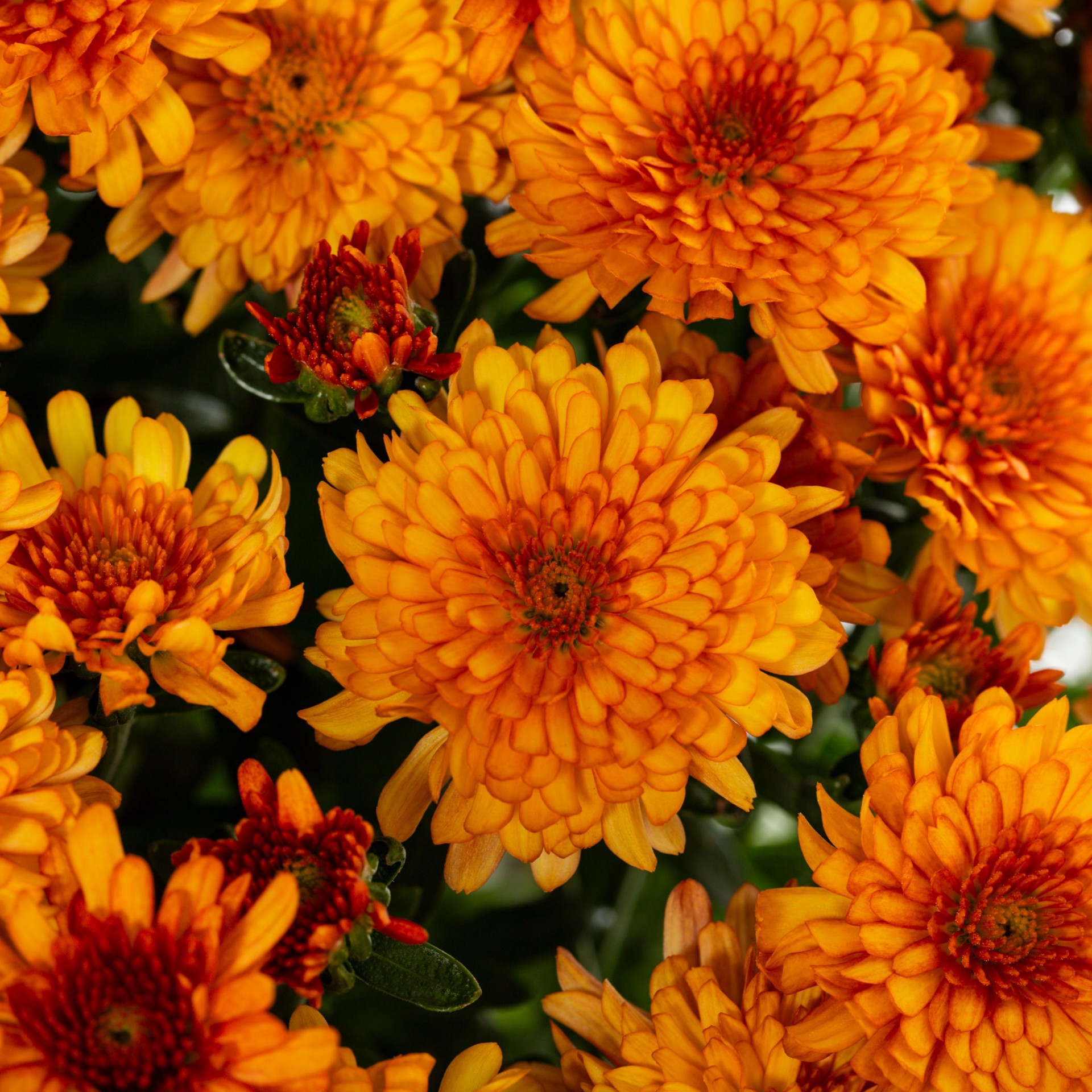 slide 2 of 5, Lowe's Orange Mum in 2 Gallon(s) Planter 1 -Pack, 1 ct