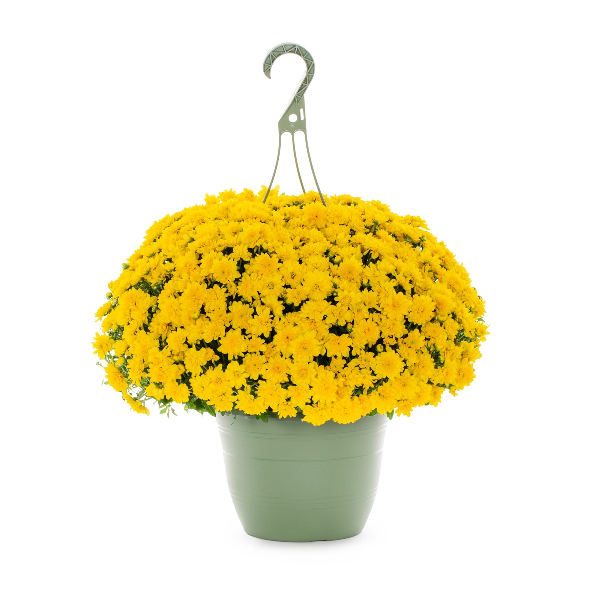 slide 1 of 4, Lowe's Yellow Mum in 1.5-Gallon Hanging Basket, 1 ct