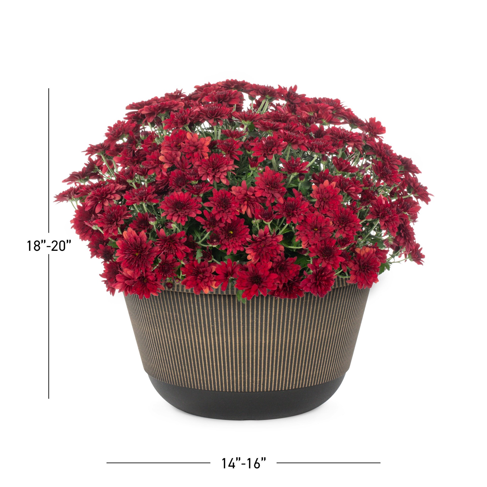 slide 3 of 5, Lowe's Red Mum in 2 Gallon(s) Planter 1 -Pack, 1 ct