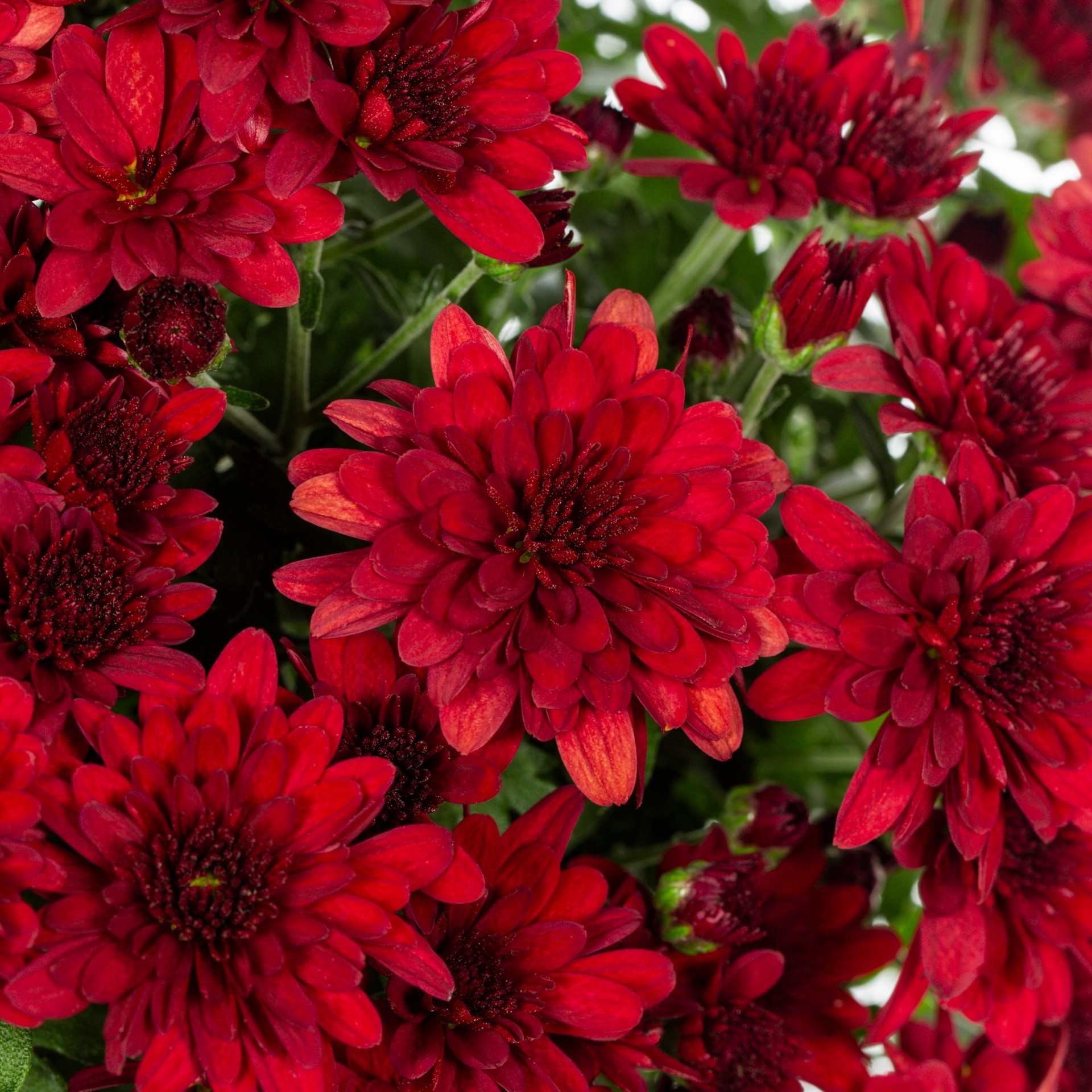 slide 2 of 4, Lowe's Red Mum in 1.5-Gallon Hanging Basket, 1 ct