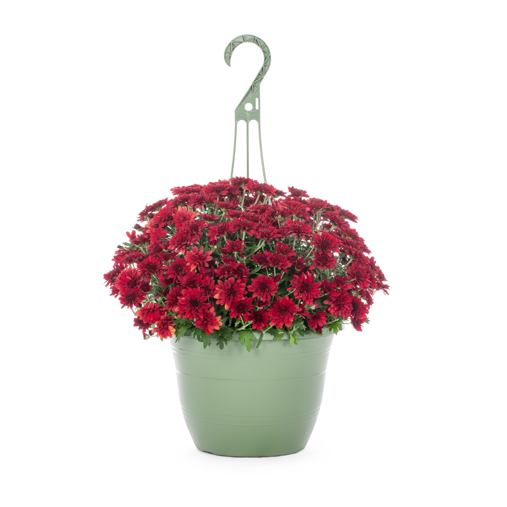 slide 1 of 4, Lowe's Red Mum in 1.5-Gallon Hanging Basket, 1 ct