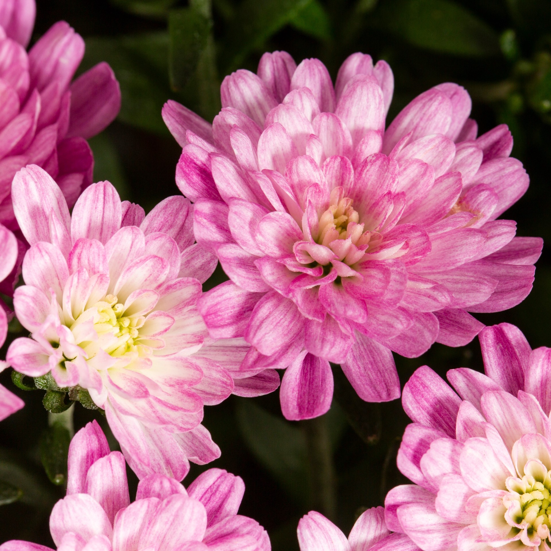 slide 2 of 4, Lowe's Pink Mum in 2.5-Gallon Planter, 1 ct