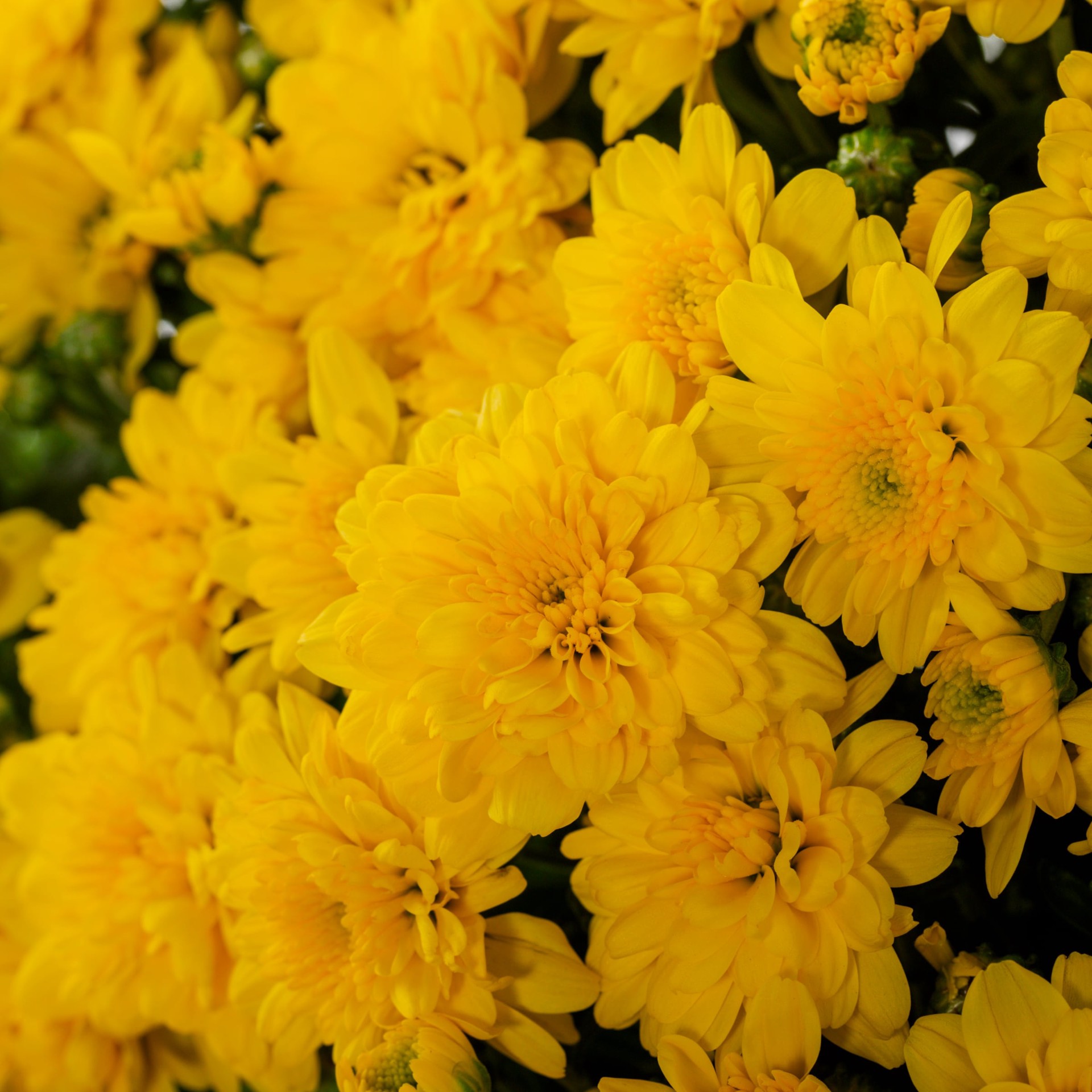 slide 2 of 4, Lowe's Yellow Mum in 2.5-Gallon Planter, 1 ct