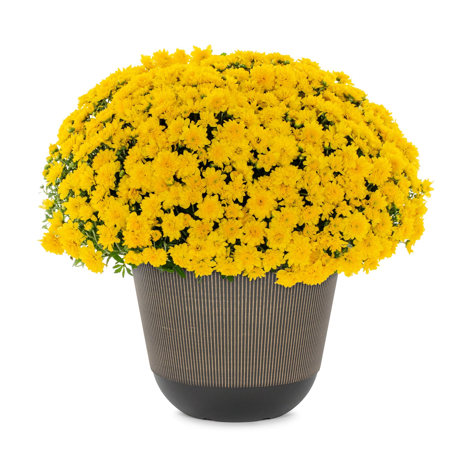 slide 1 of 4, Lowe's Yellow Mum in 2.5-Gallon Planter, 1 ct