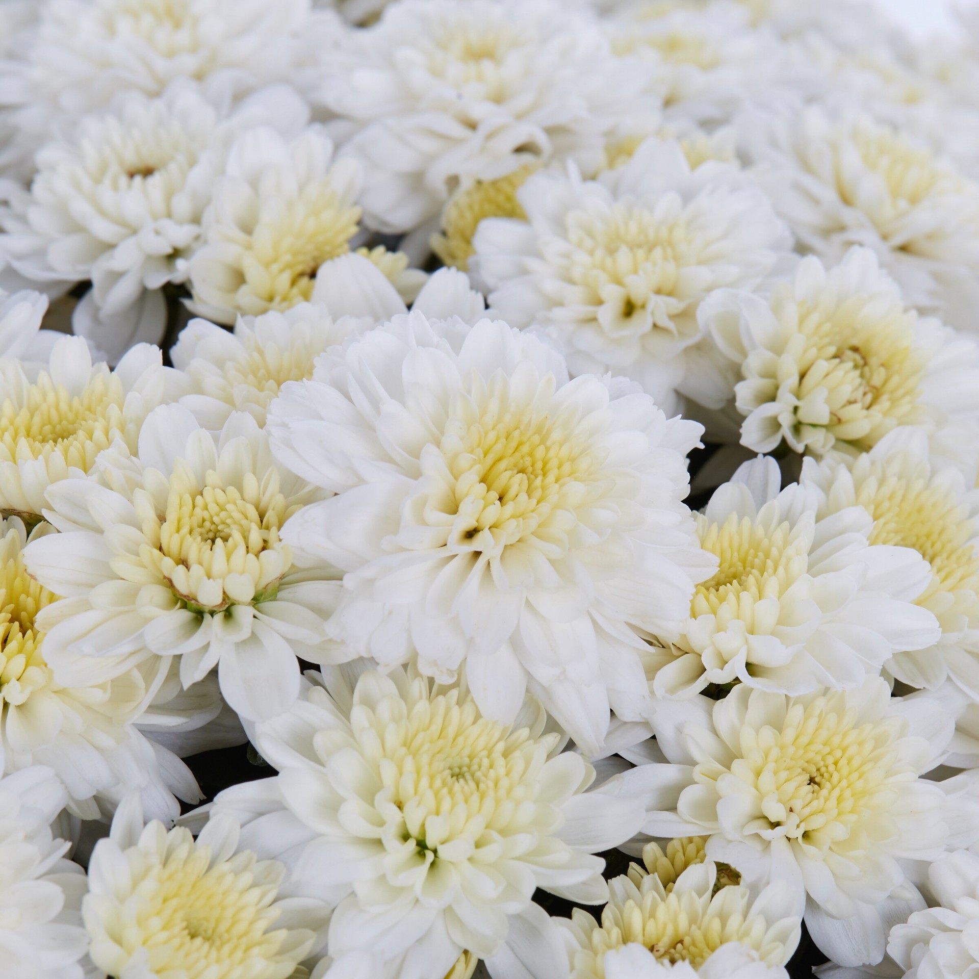 slide 2 of 4, Lowe's White Mum in 3 Quart(s) Pot 1 -Pack, 1 ct