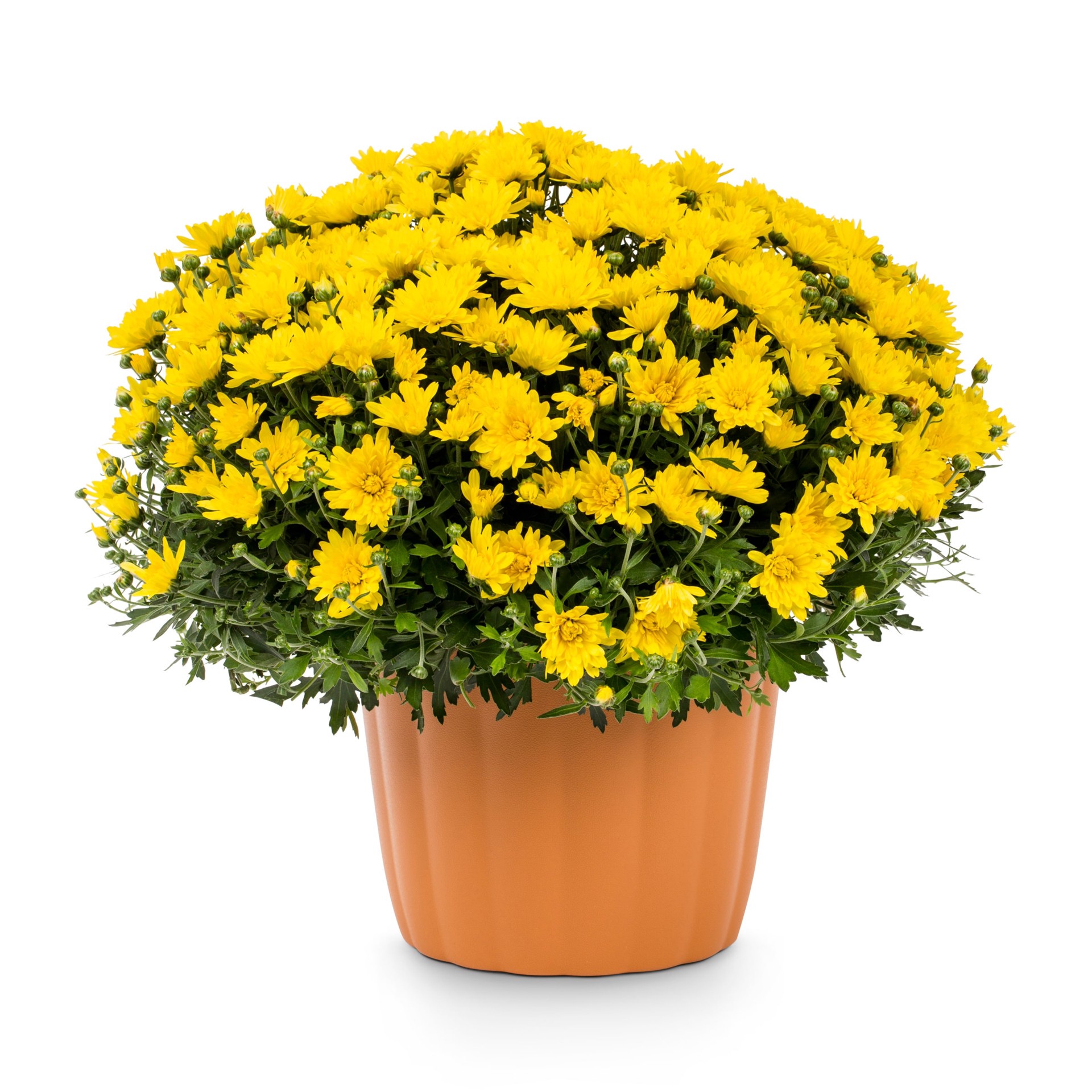 slide 1 of 3, Lowe's Yellow Mum in 3-Quart Planter, 1 ct
