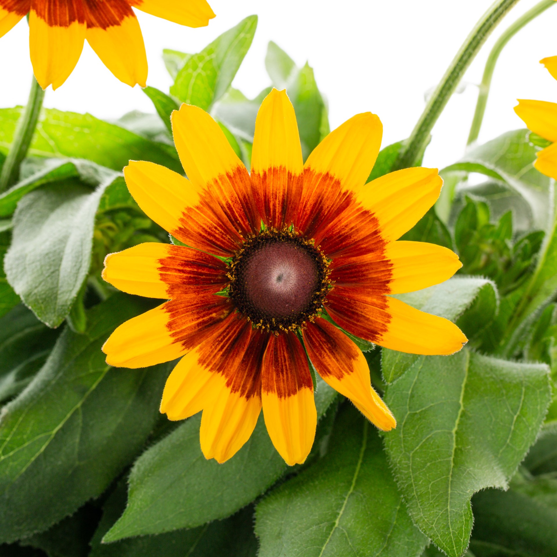 slide 2 of 2, Ready Refill Multicolor Rudbeckia in 1.5-Gallon Pot, 1 ct