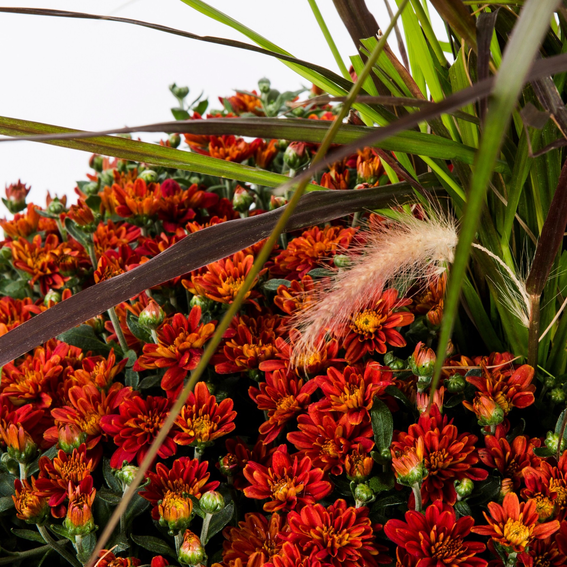 slide 2 of 4, Lowe's Red Mum in 2.5-Gallon Planter, 1 ct