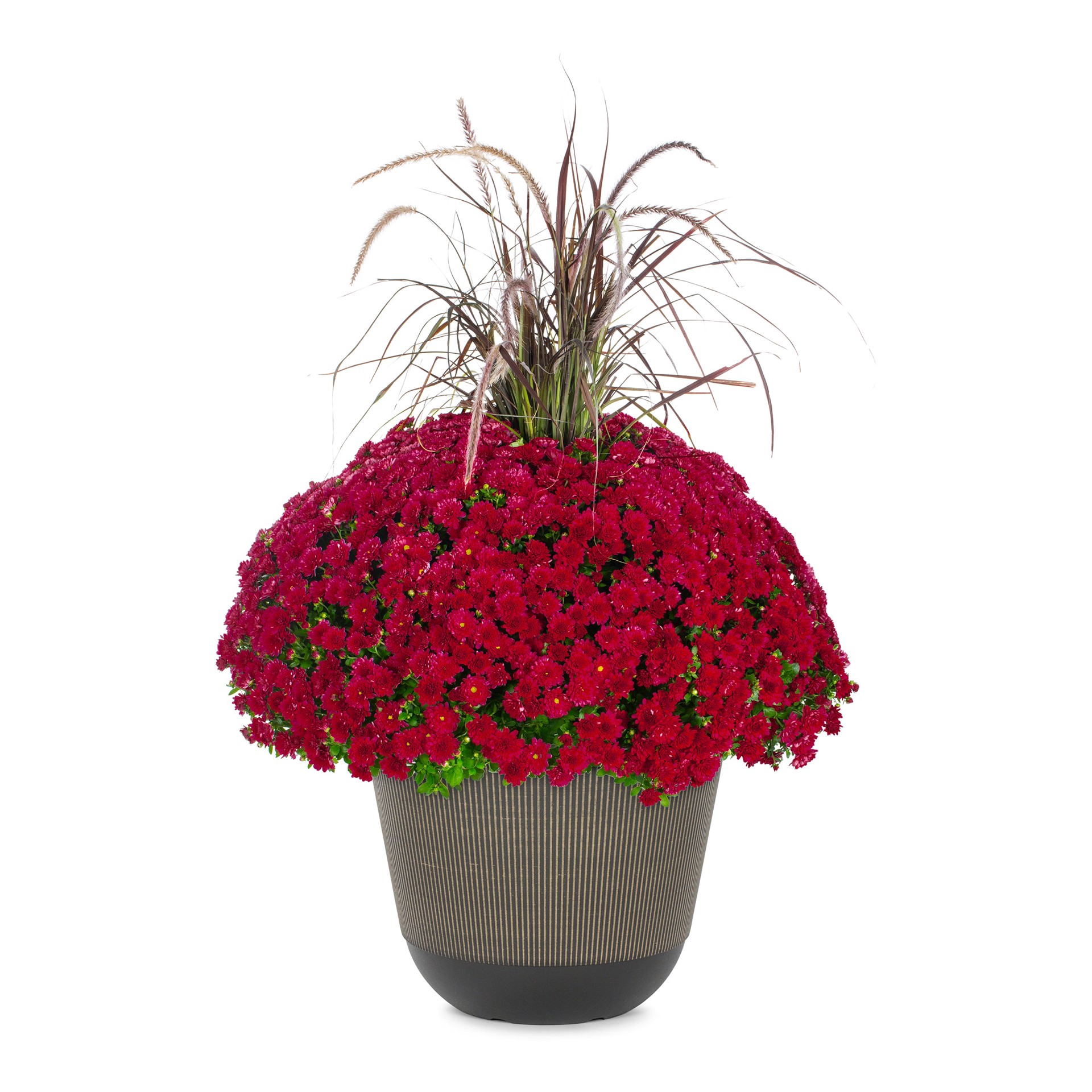 slide 1 of 4, Lowe's Red Mum in 2.5-Gallon Planter, 1 ct