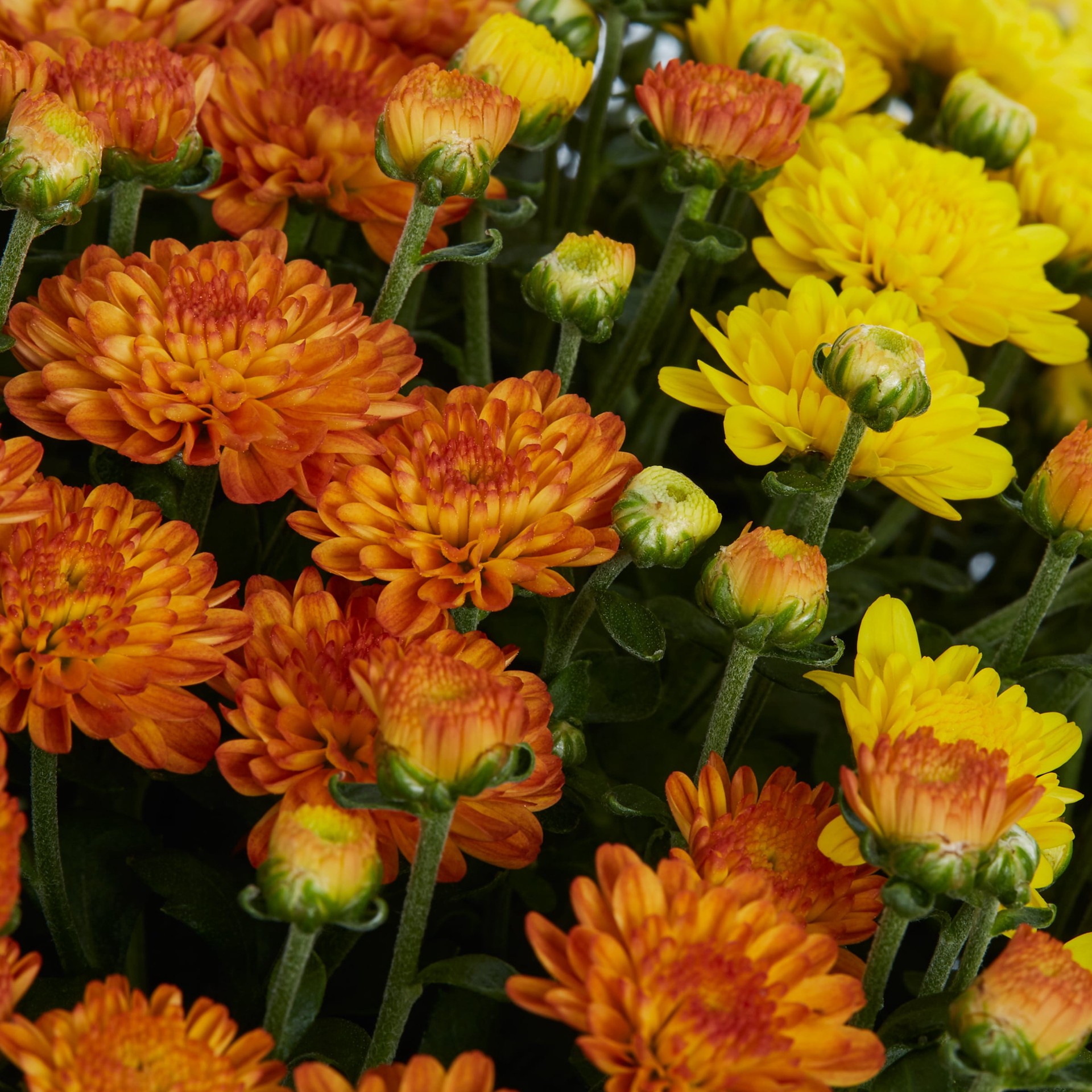 slide 2 of 4, Lowe's Multicolor Mum in 3.12-Gallon Planter, 1 ct