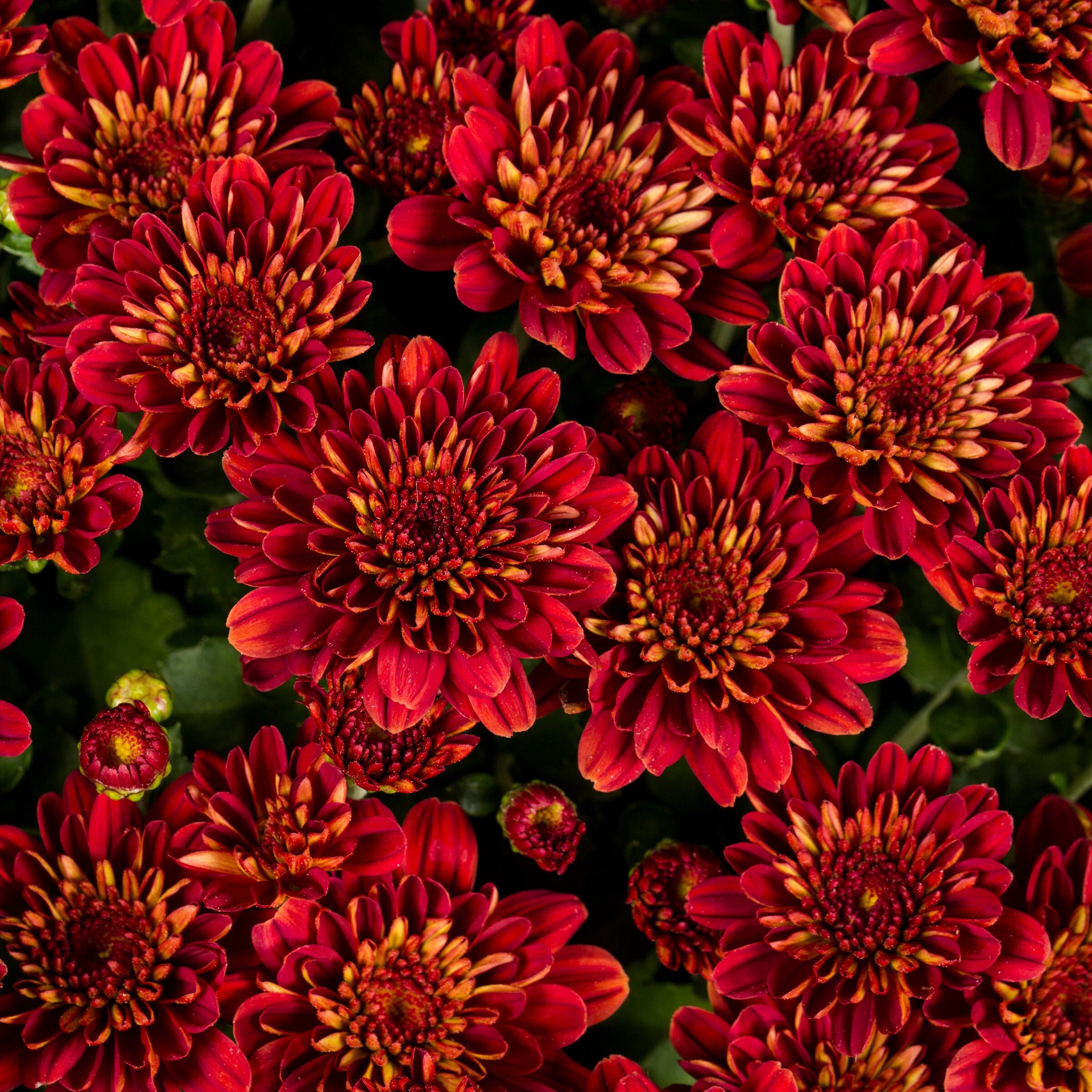 slide 2 of 4, Lowe's Red Mum in 1.75-Gallon Planter, 1 ct