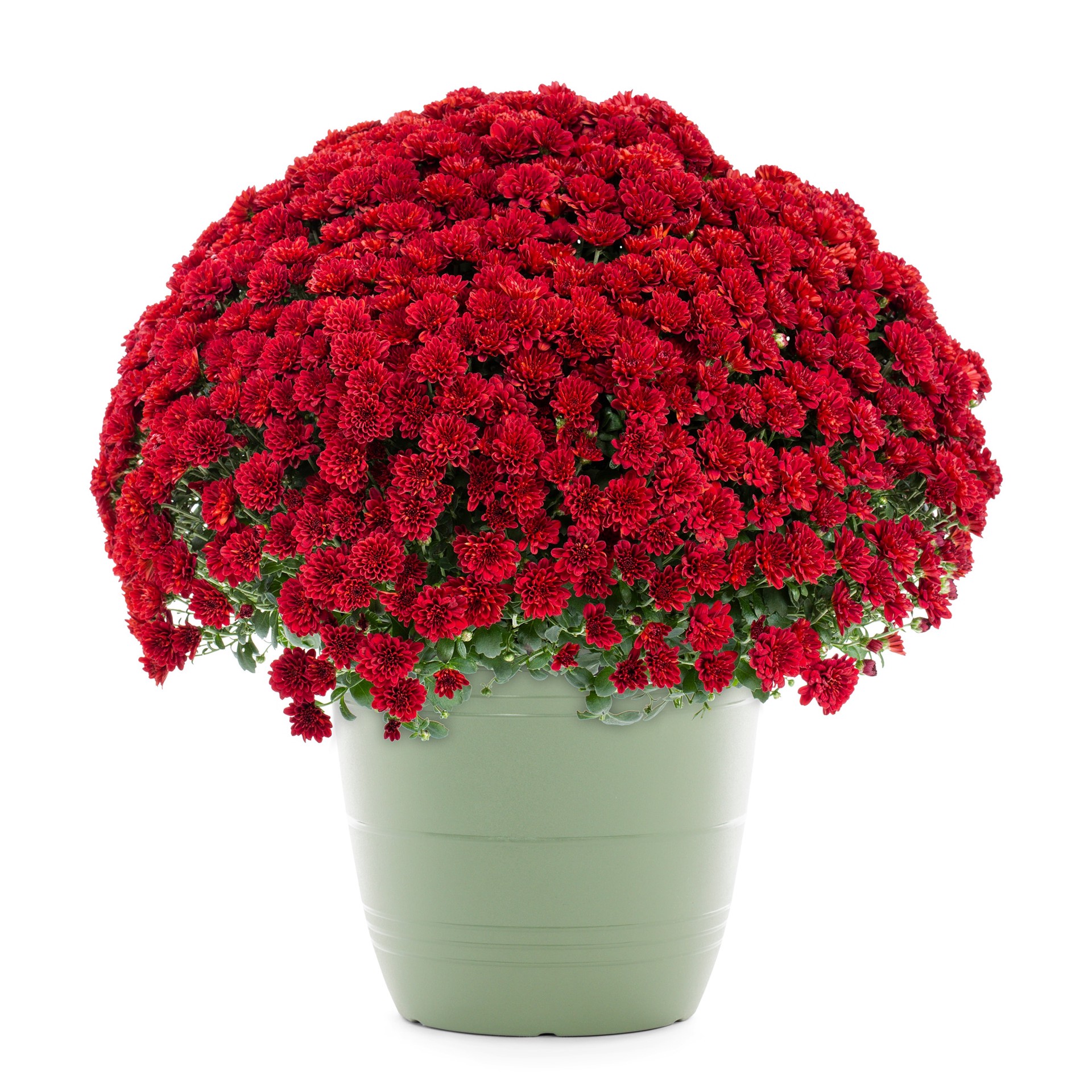 slide 1 of 4, Lowe's Red Mum in 1.75-Gallon Planter, 1 ct