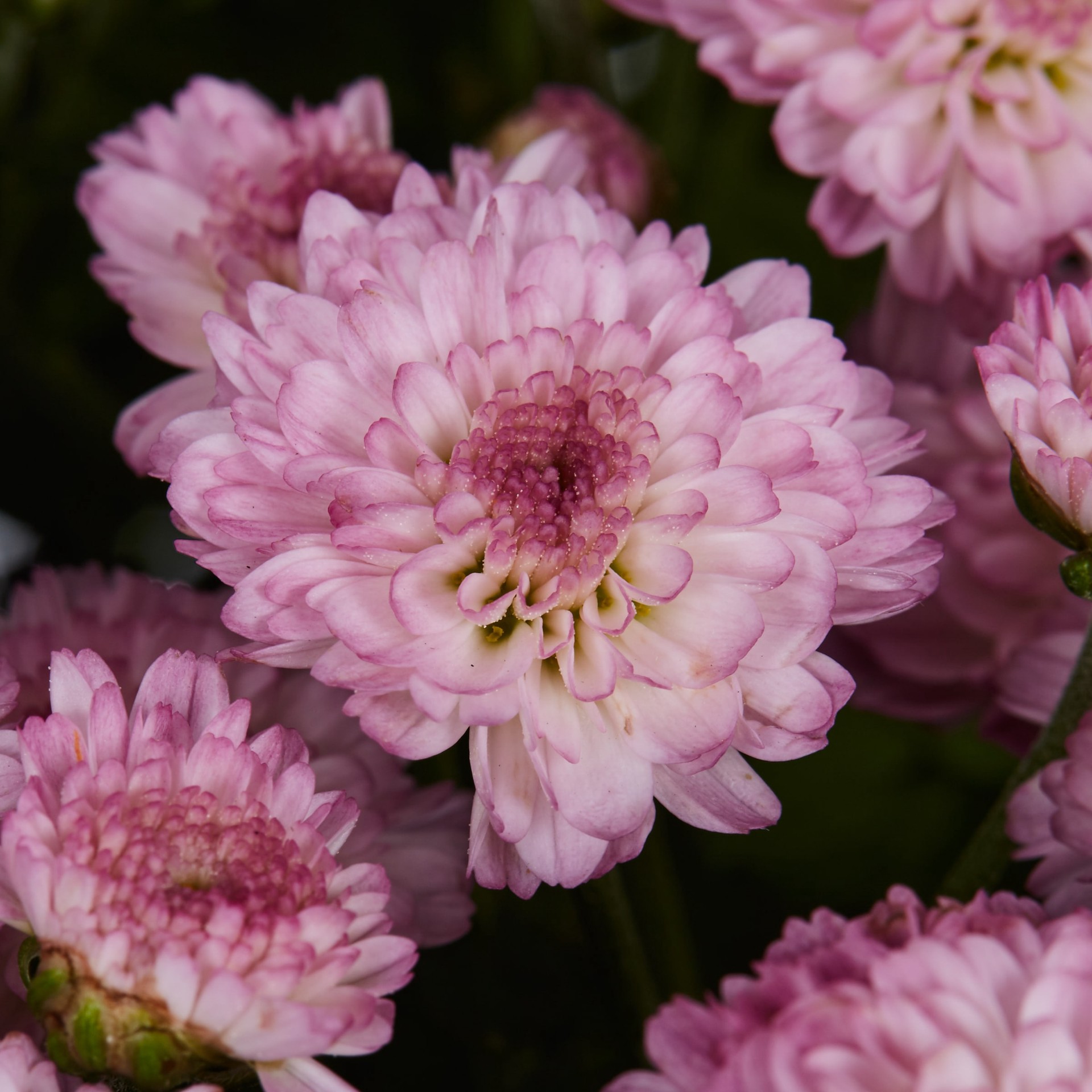 slide 2 of 4, Lowe's Pink Mum in 1.5-Gallon Planter, 1 ct
