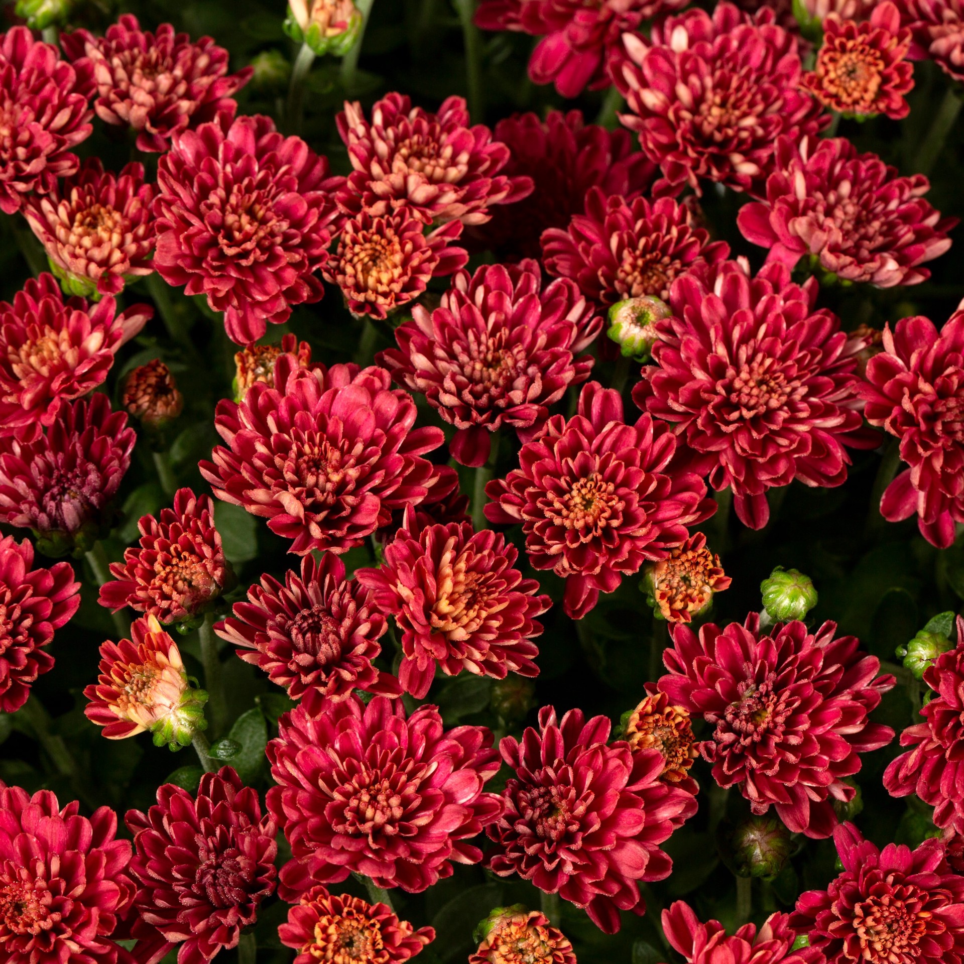 slide 2 of 4, Lowe's Red Mum in 1.5-Gallon Planter, 1 ct