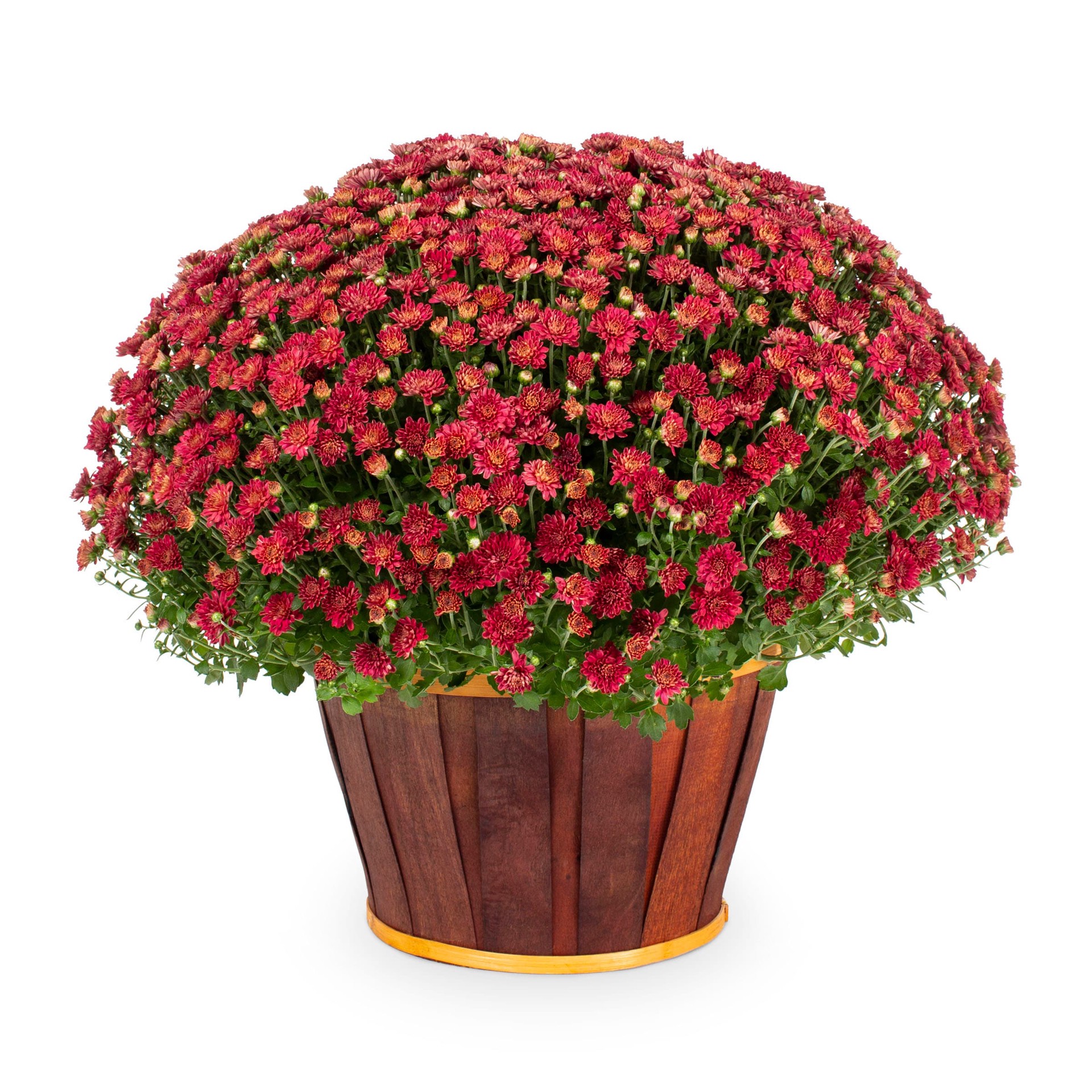 slide 1 of 4, Lowe's Red Mum in 1.5-Gallon Planter, 1 ct