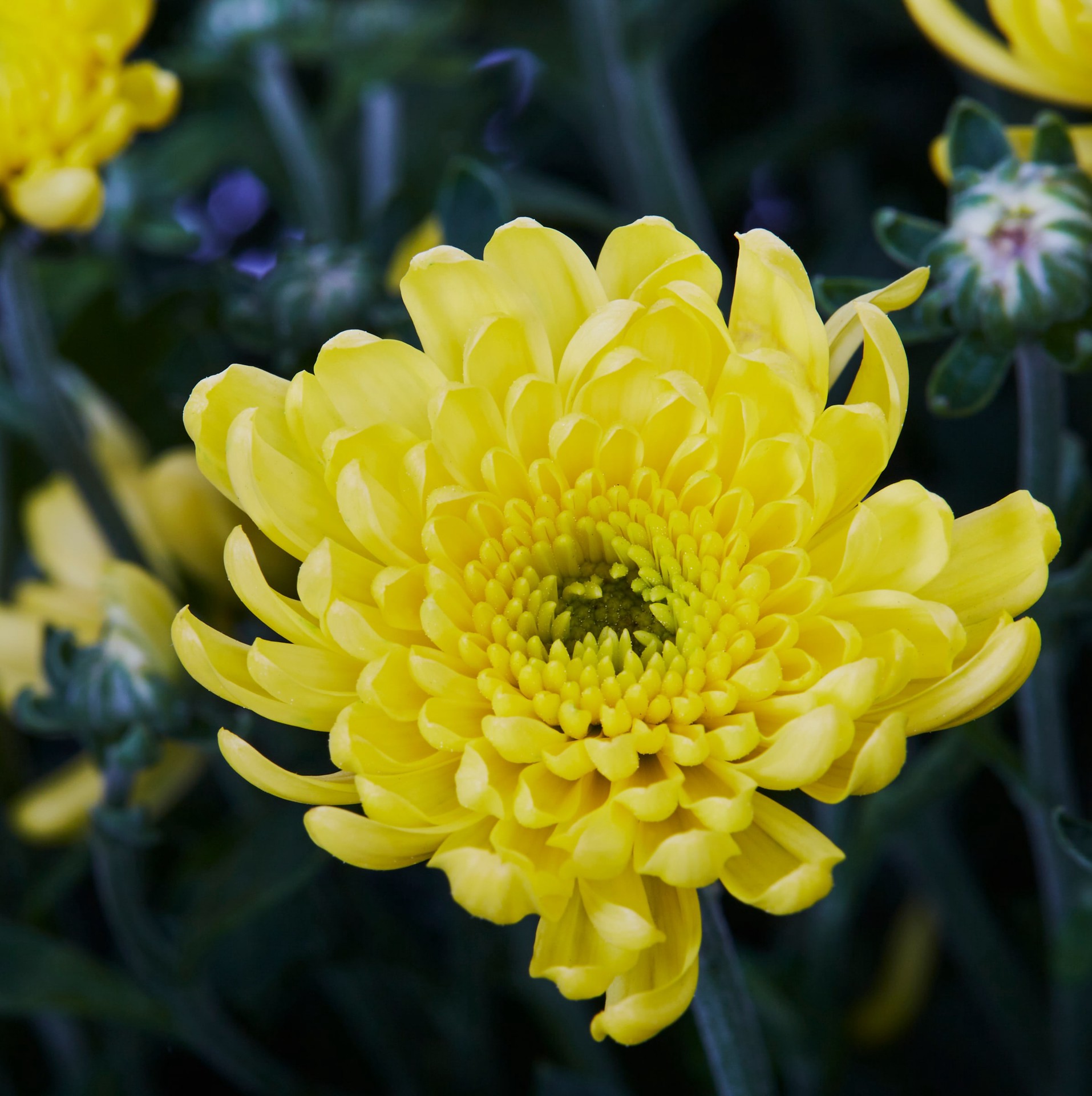 slide 2 of 5, Lowe's Yellow Mum in 1.5-Gallon Planter, 1 ct