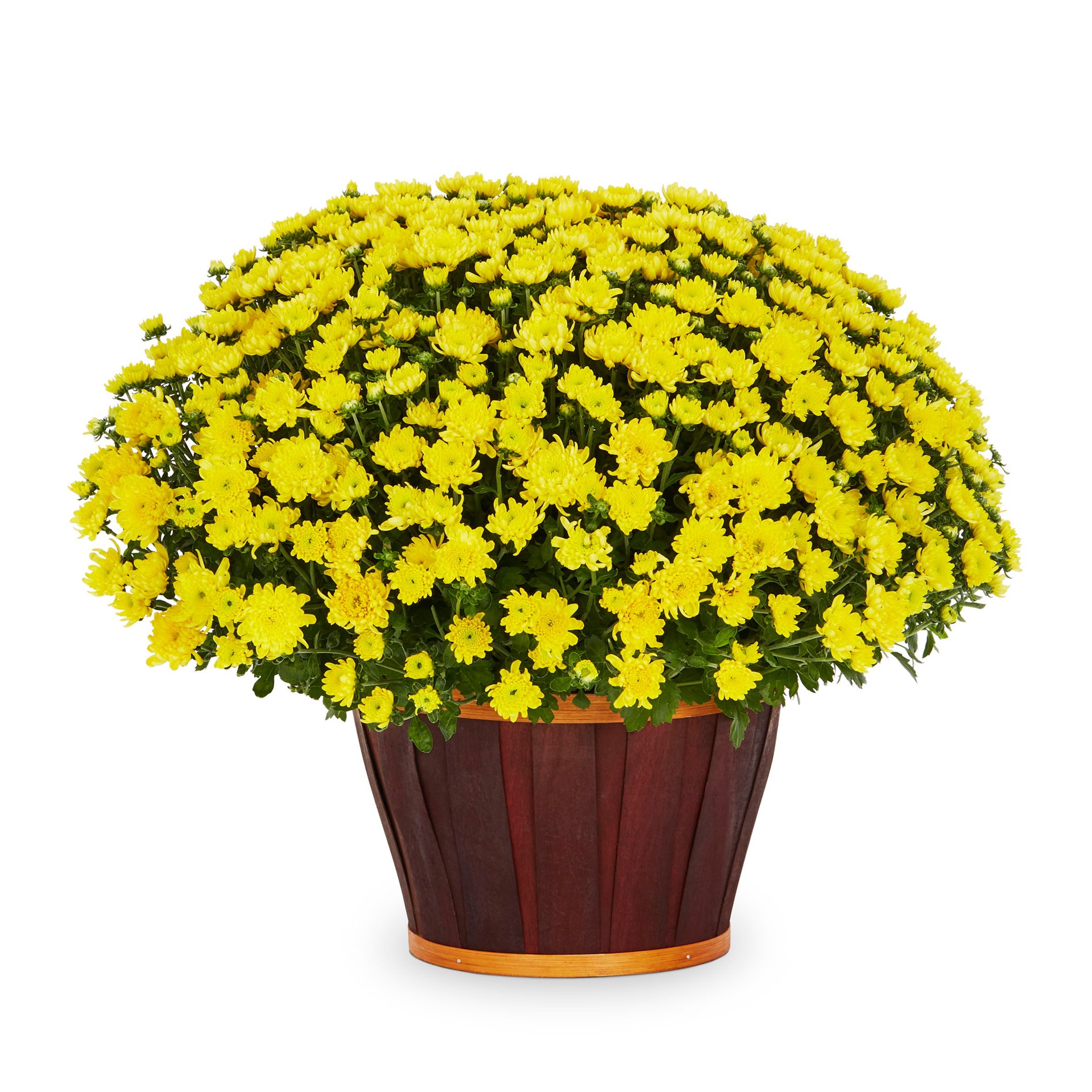 slide 1 of 5, Lowe's Yellow Mum in 1.5-Gallon Planter, 1 ct