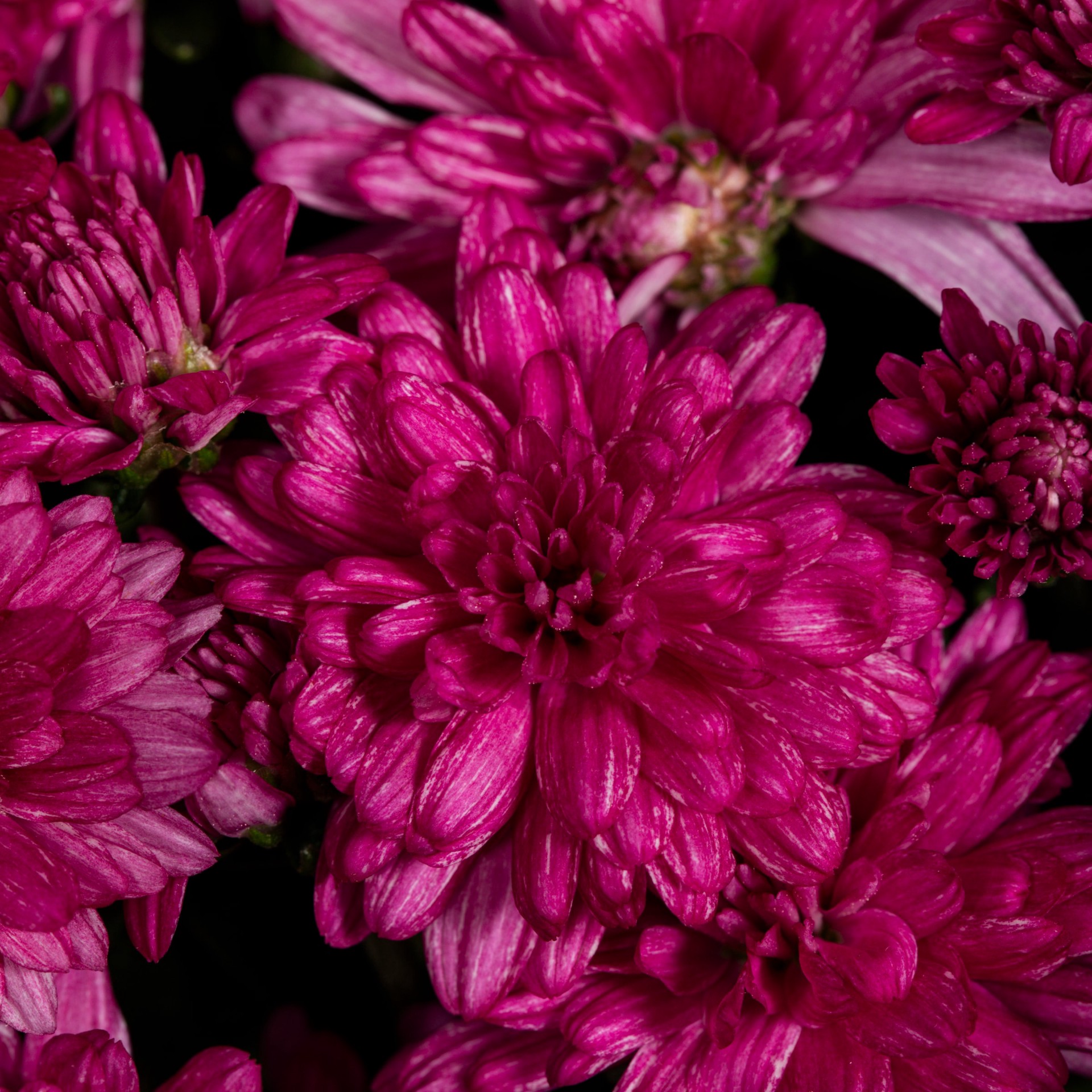 slide 2 of 4, Lowe's Purple Mum in 3 Quart(s) Pot 1 -Pack, 1 ct