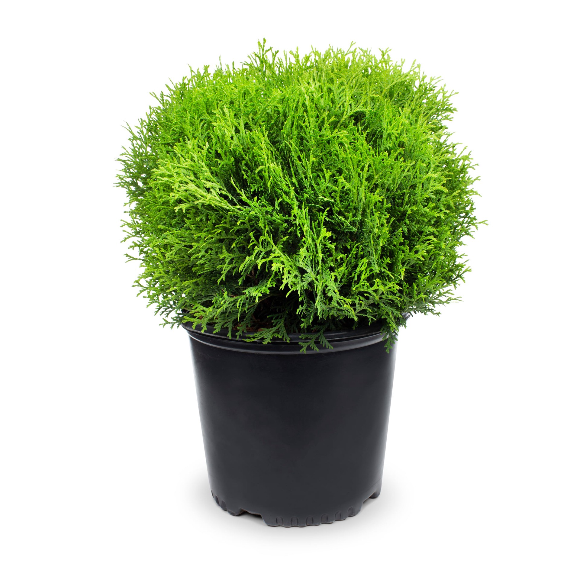 slide 1 of 4, Lowe's Little Giant Arborvitae Accent Shrub in 2.25 -Gallon Pot 1 -Pack, 1 ct