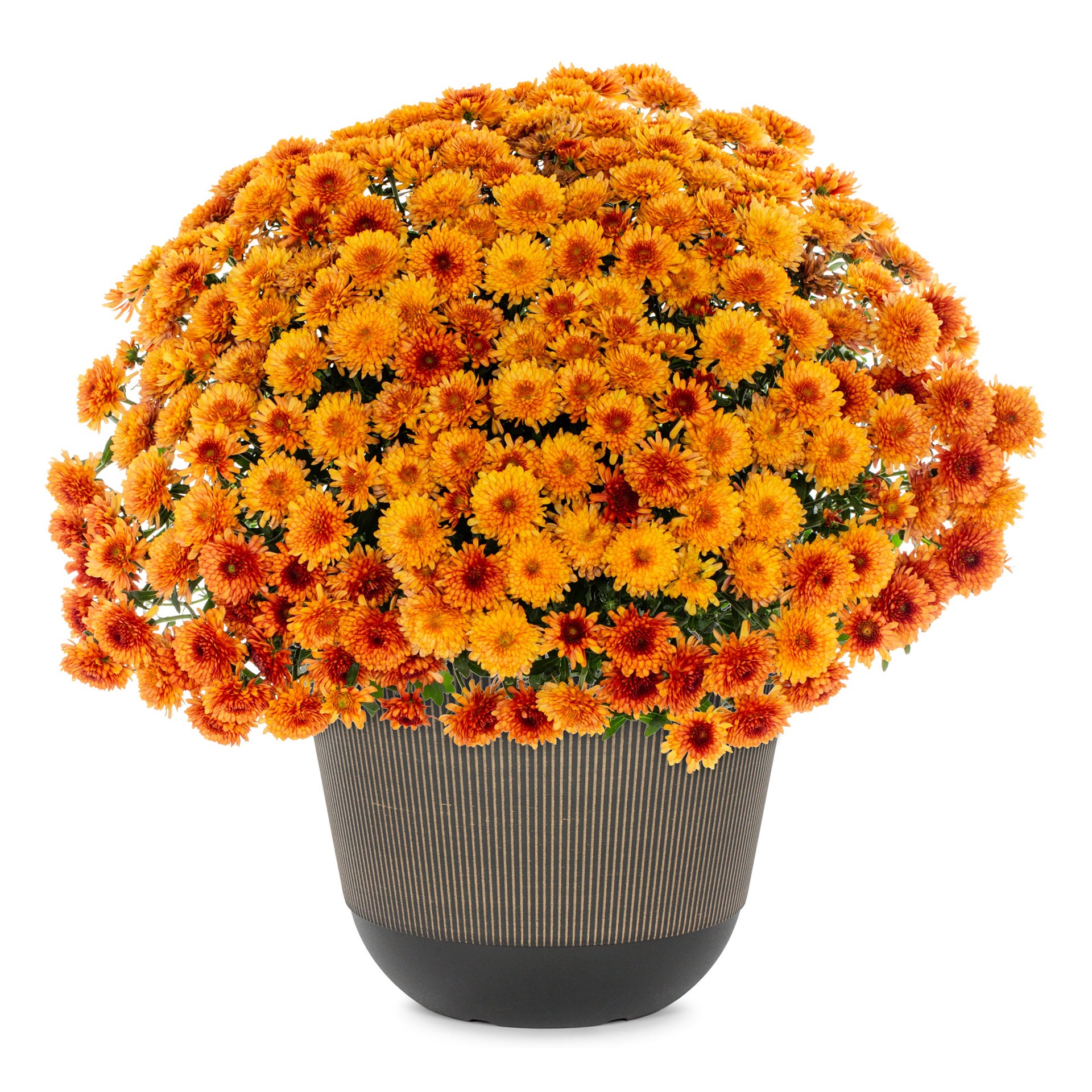 slide 1 of 4, Lowe's Orange Mum in 2.5-Gallon Planter, 1 ct