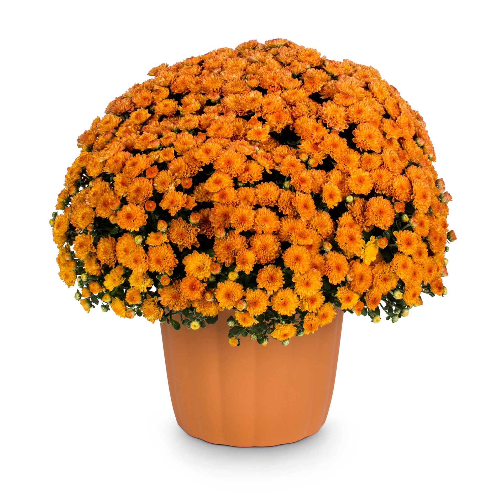 slide 1 of 4, Lowe's Orange Mum in 3-Quart Planter, 1 ct