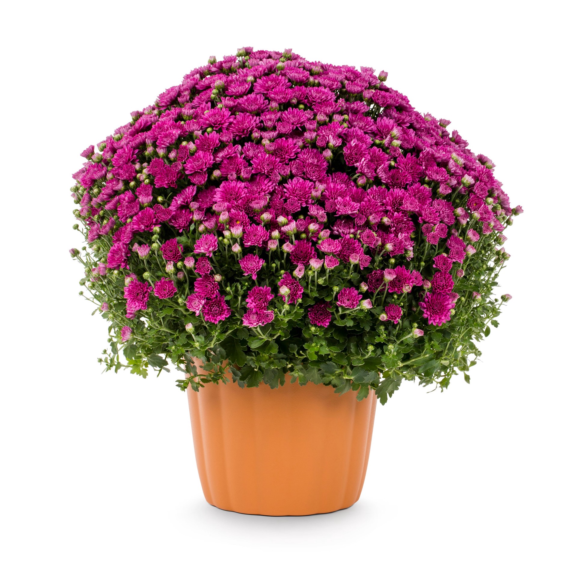 slide 1 of 4, Lowe's Purple Mum in 3-Quart Planter, 1 ct