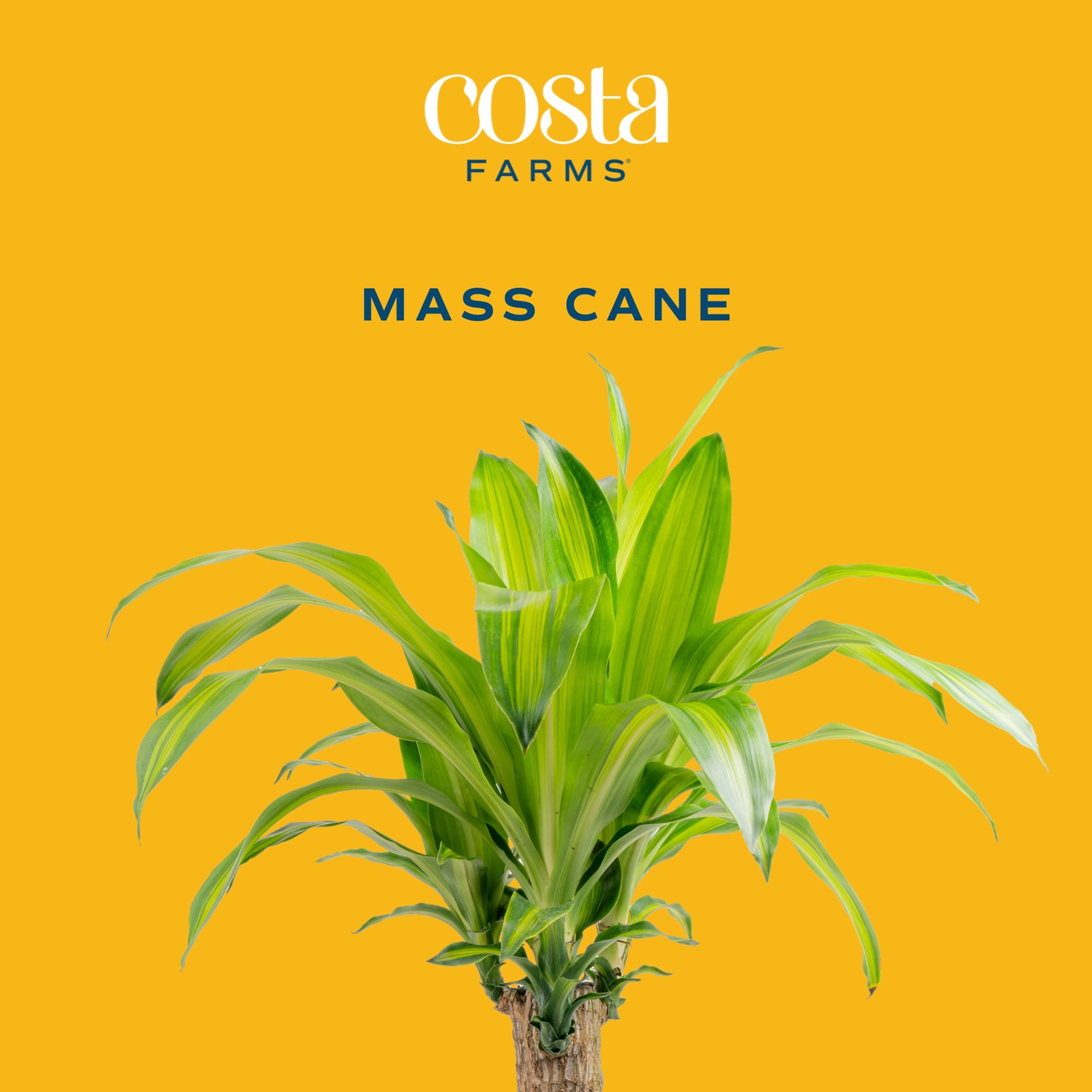 slide 2 of 6, Lowe's Mixed Foliage House plant in 2 Gallon(s) Planter 1 -Pack, 1 ct