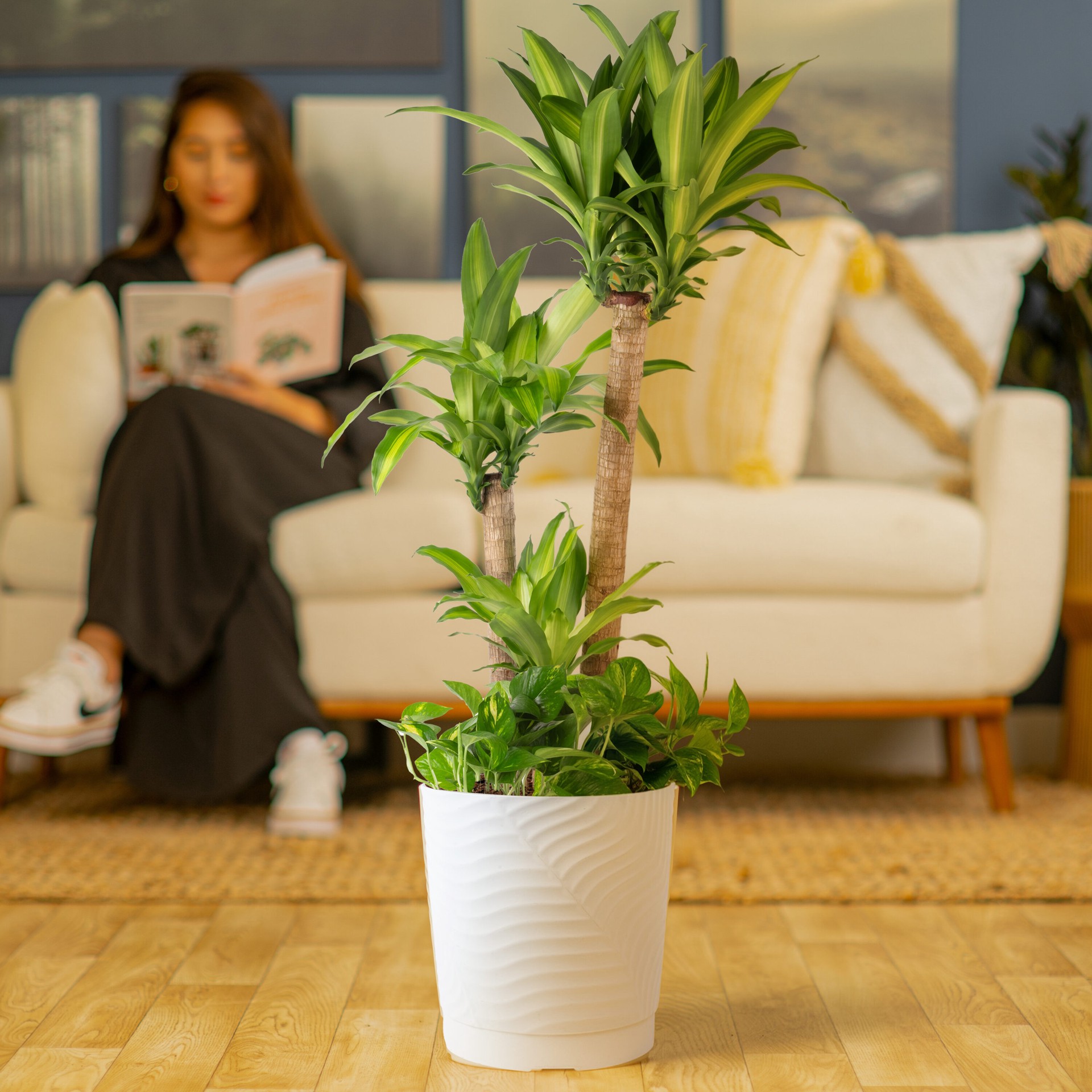 slide 4 of 6, Lowe's Mixed Foliage House plant in 2 Gallon(s) Planter 1 -Pack, 1 ct