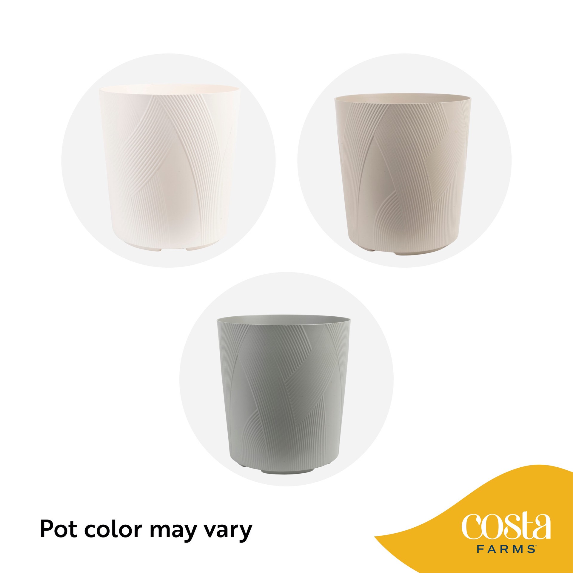 slide 6 of 6, Lowe's Mixed Foliage House plant in 2 Gallon(s) Planter 1 -Pack, 1 ct