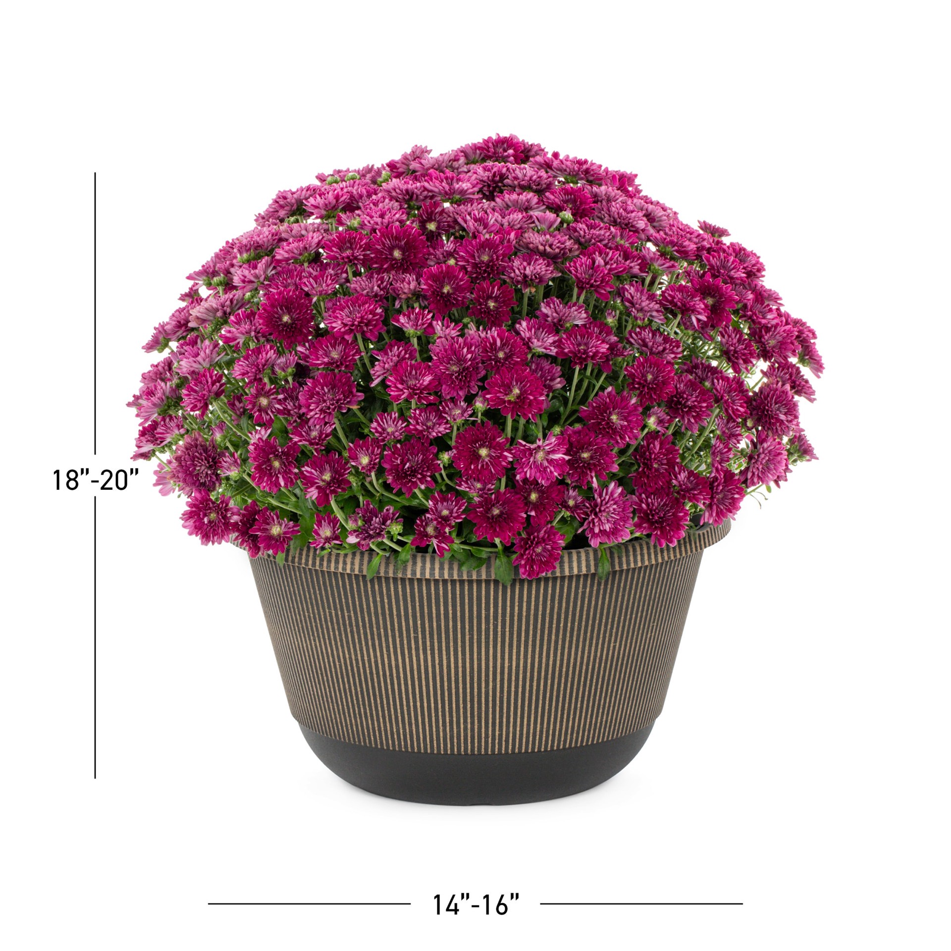 slide 3 of 5, Lowe's Purple Mum in 2 Gallon(s) Planter 1 -Pack, 1 ct