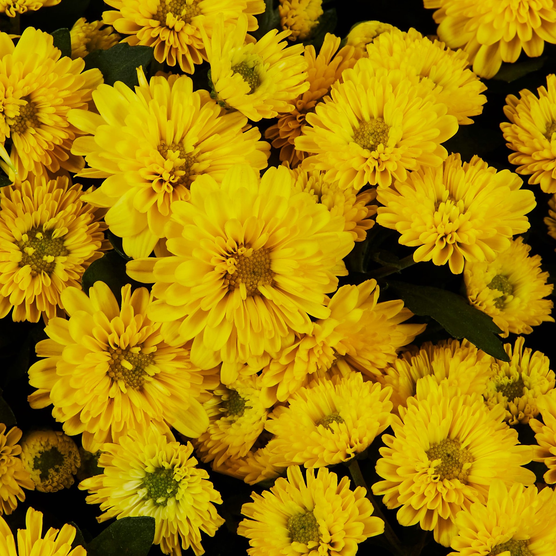 slide 2 of 4, Lowe's Yellow Mum in 1.75-Quart Planter, 1 ct