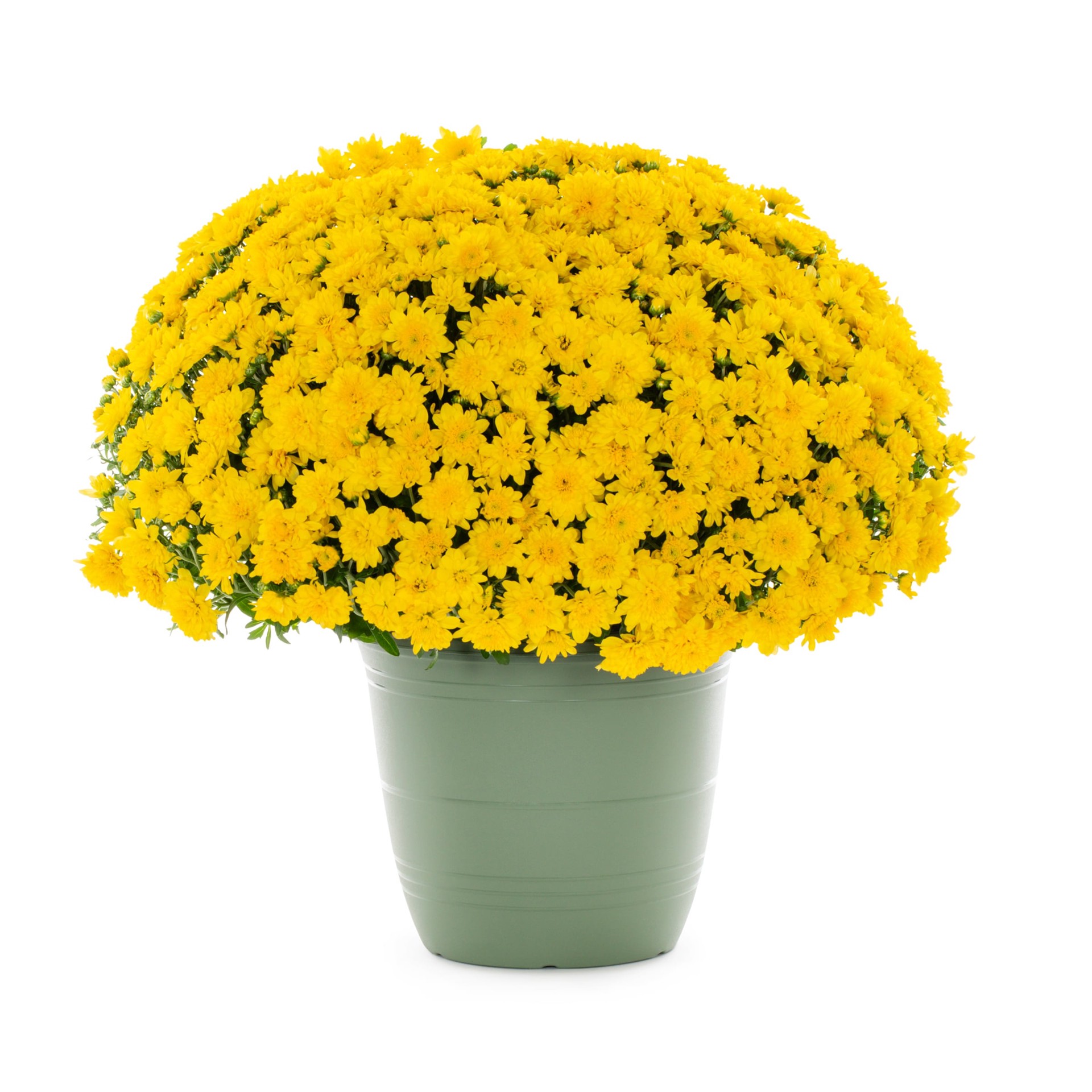 slide 1 of 4, Lowe's Yellow Mum in 1.75-Quart Planter, 1 ct