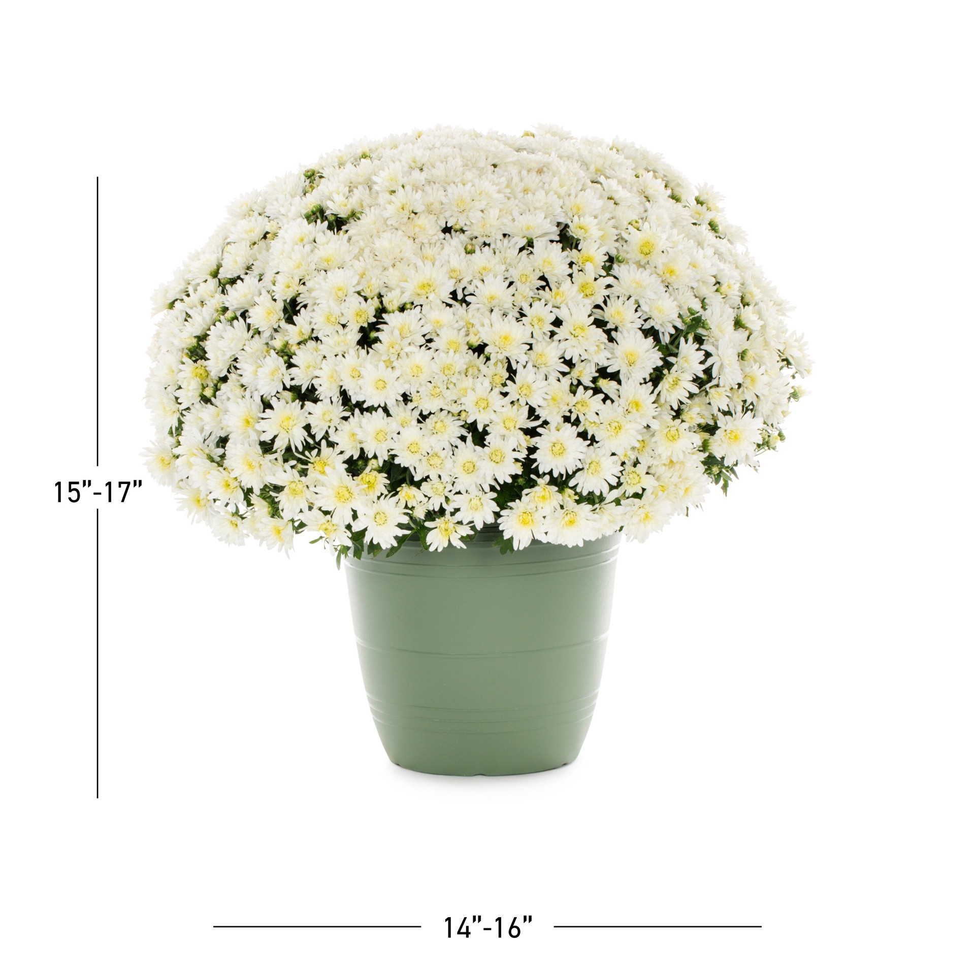 slide 3 of 5, Lowe's White Mum in 1.75-Gallon Planter, 1 ct