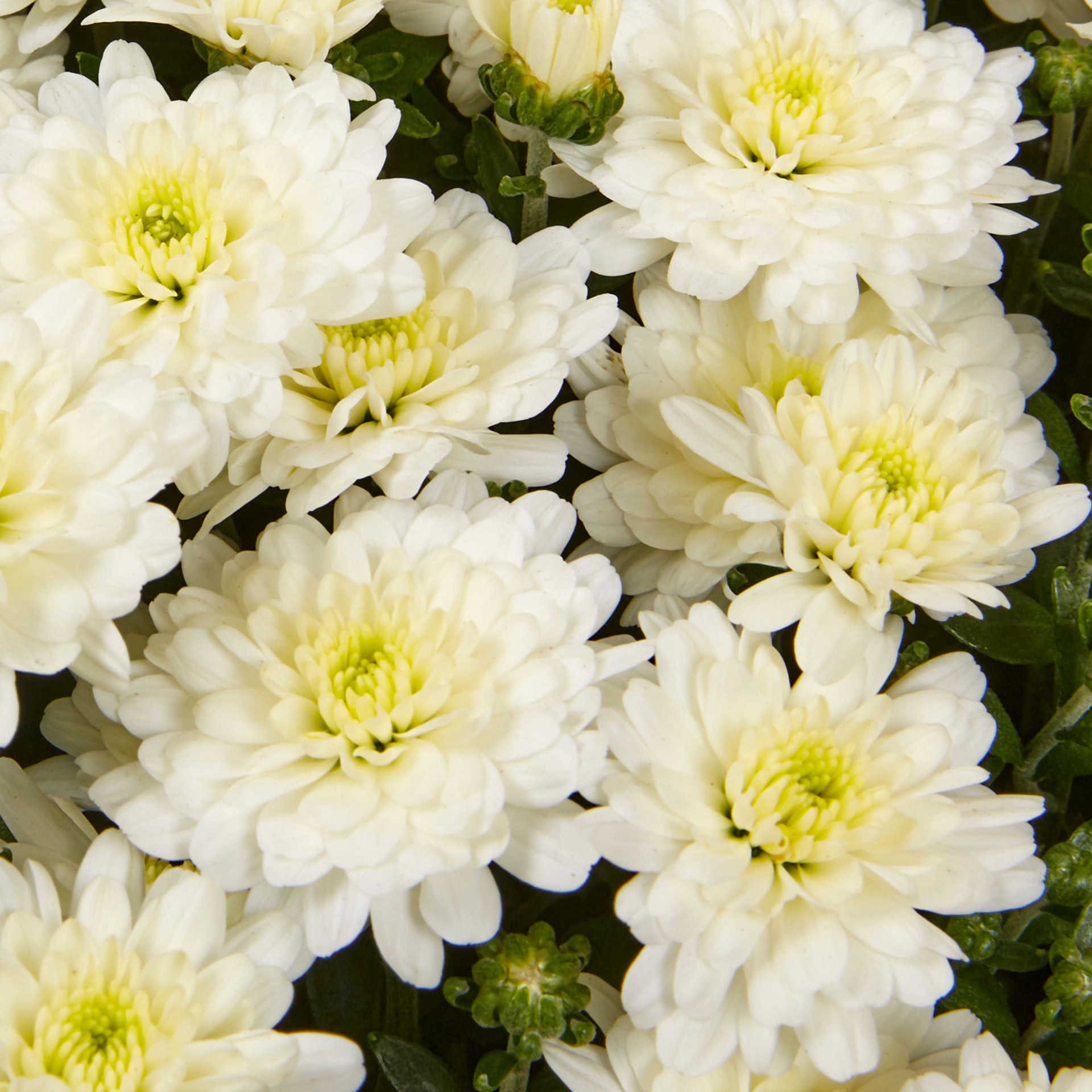 slide 2 of 4, Lowe's White Mum in 1.5-Gallon Planter, 1 ct