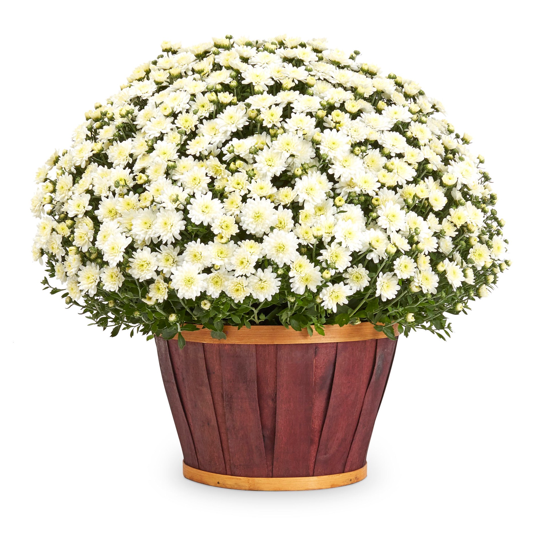 slide 1 of 4, Lowe's White Mum in 1.5-Gallon Planter, 1 ct