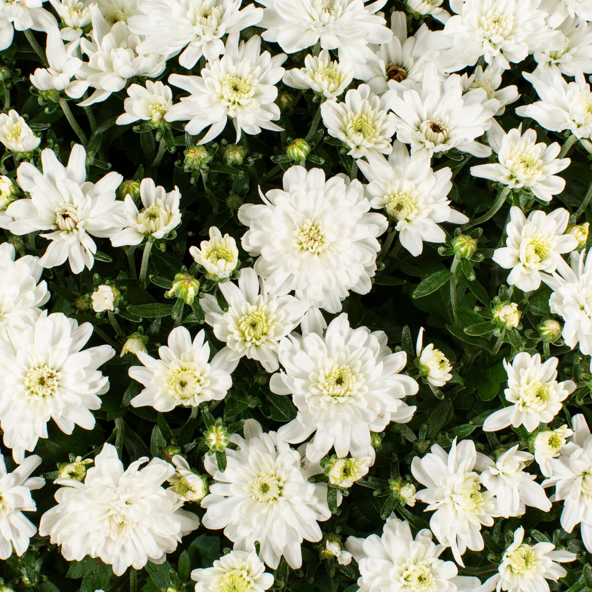 slide 2 of 4, Lowe's White Mum in 3.12-Gallon Planter, 1 ct