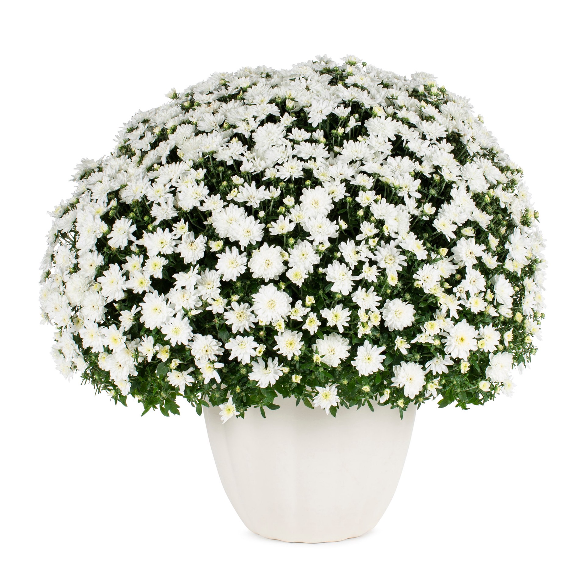 slide 1 of 4, Lowe's White Mum in 3.12-Gallon Planter, 1 ct