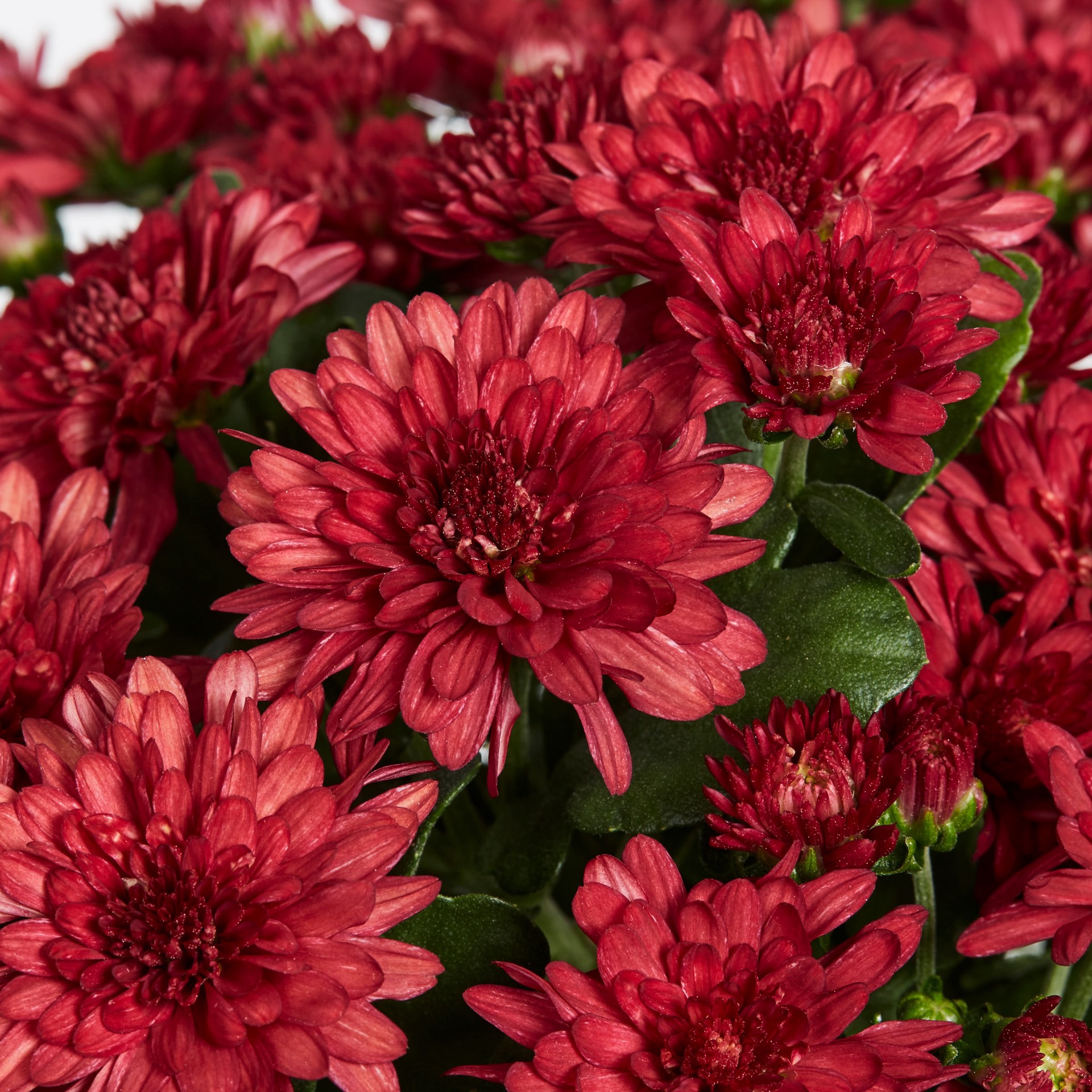 slide 2 of 4, Lowe's Red Mum in 3-Quart Planter, 1 ct