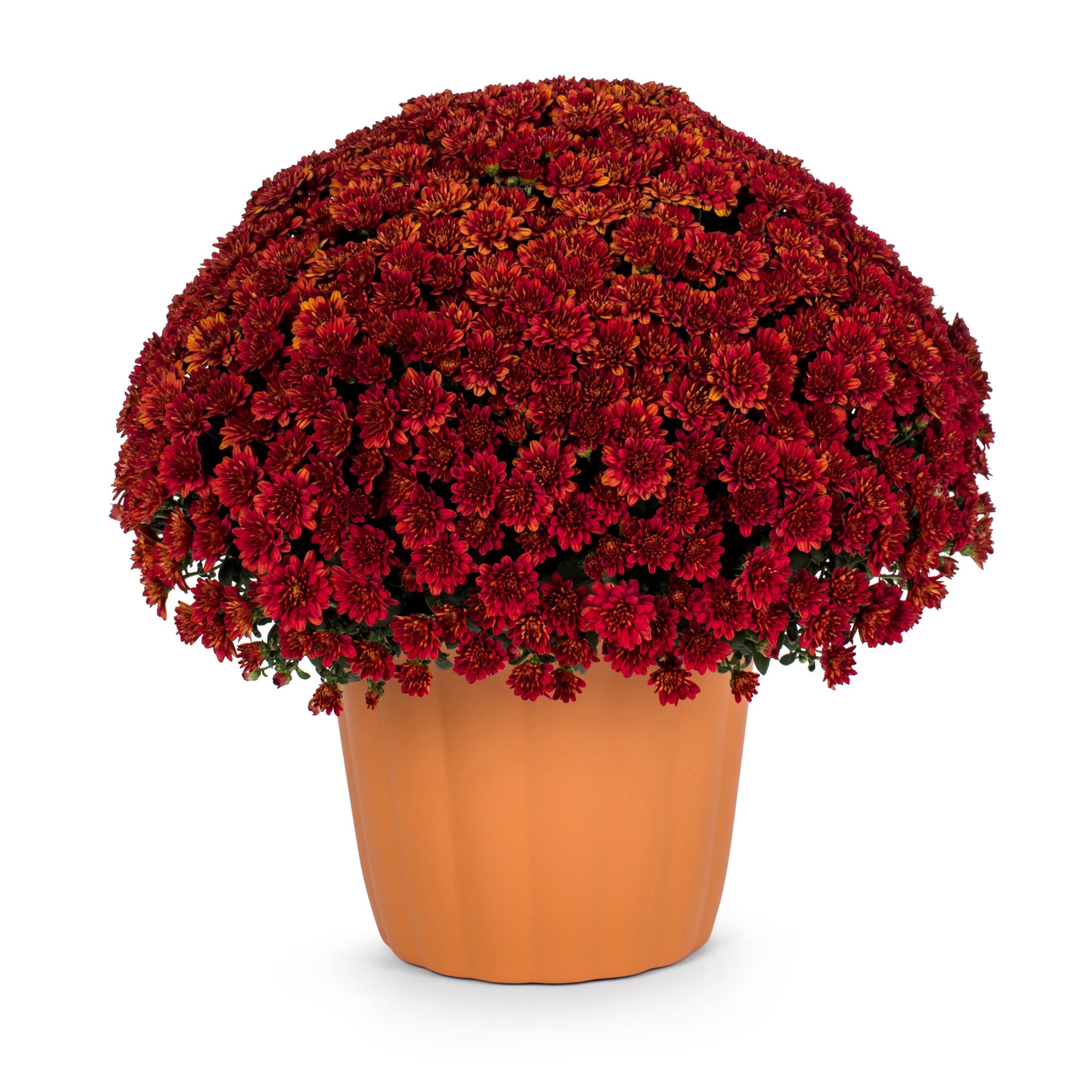slide 1 of 4, Lowe's Red Mum in 3-Quart Planter, 1 ct