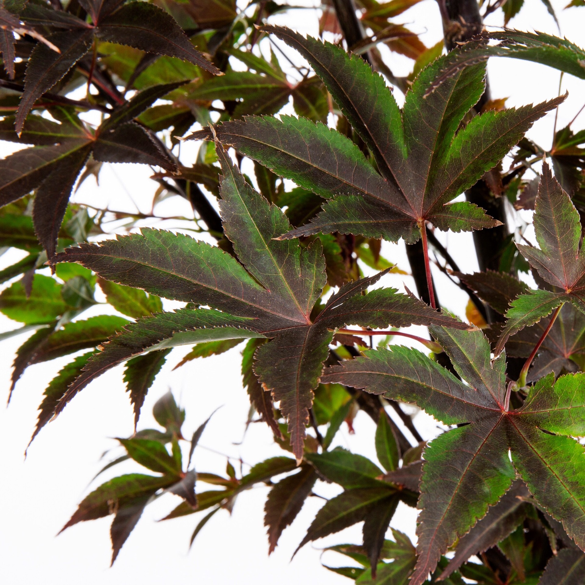 slide 2 of 4, Lowe's 3.58 -Gallon Red Shade Red Maple In pot (with soil), 1 ct