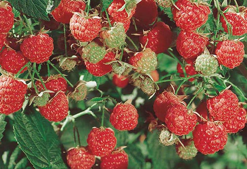 slide 1 of 1, Lowe's Plant Pot, 1 ct