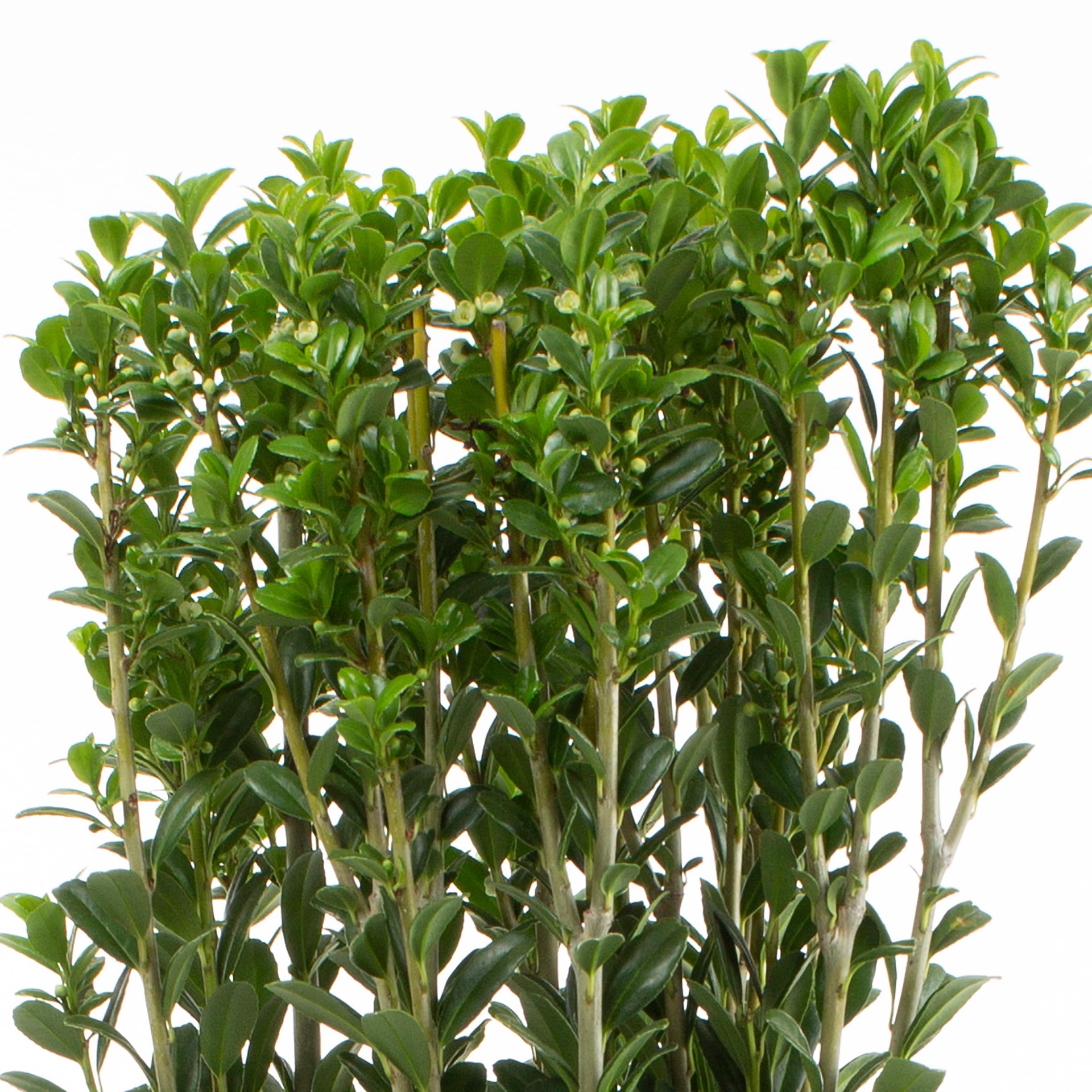 slide 2 of 3, Lowe's Sky Pencil Holly Shrub in 2.5 -Quart, 1 ct