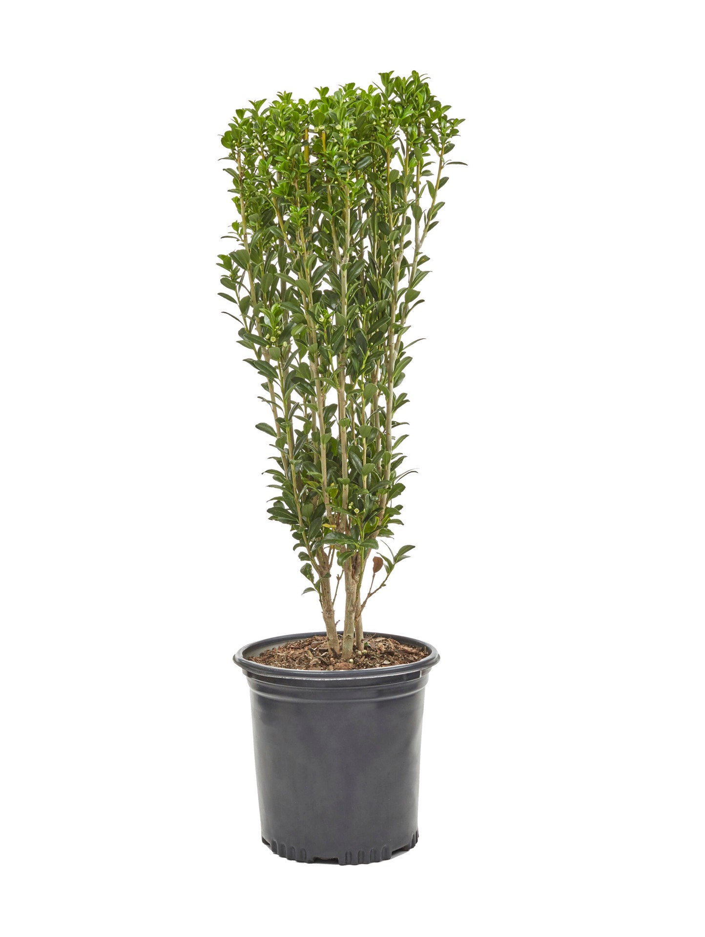 slide 1 of 3, Lowe's Sky Pencil Holly Shrub in 2.5 -Quart, 1 ct